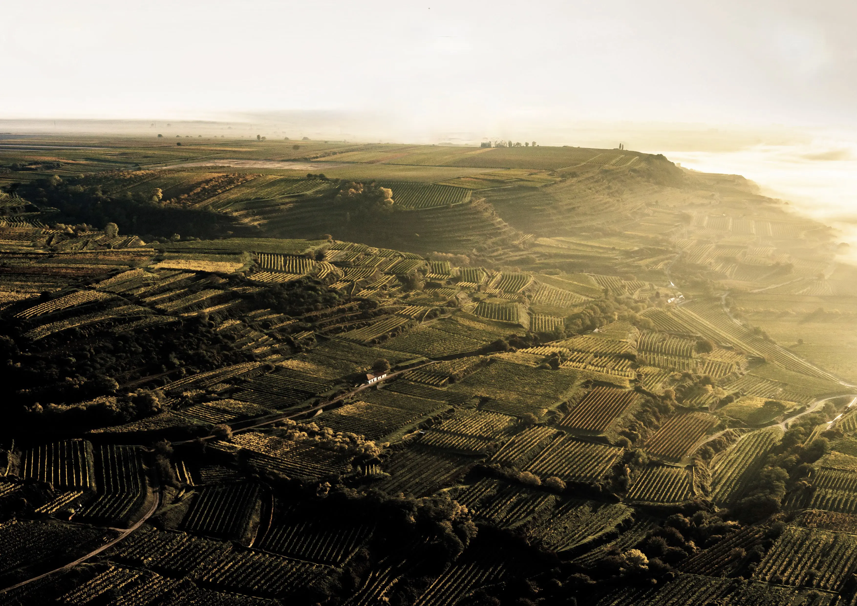 Weinberge in Österreich, Kremstal – Herkunft der Weingut Anton Zöhrer Weine