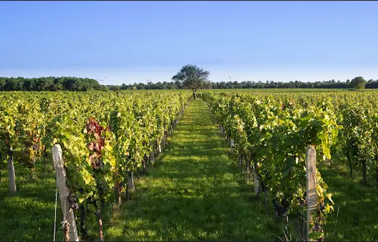 Weinberge in Österreich, Burgenland – Herkunft der Weingut Ernst Weine