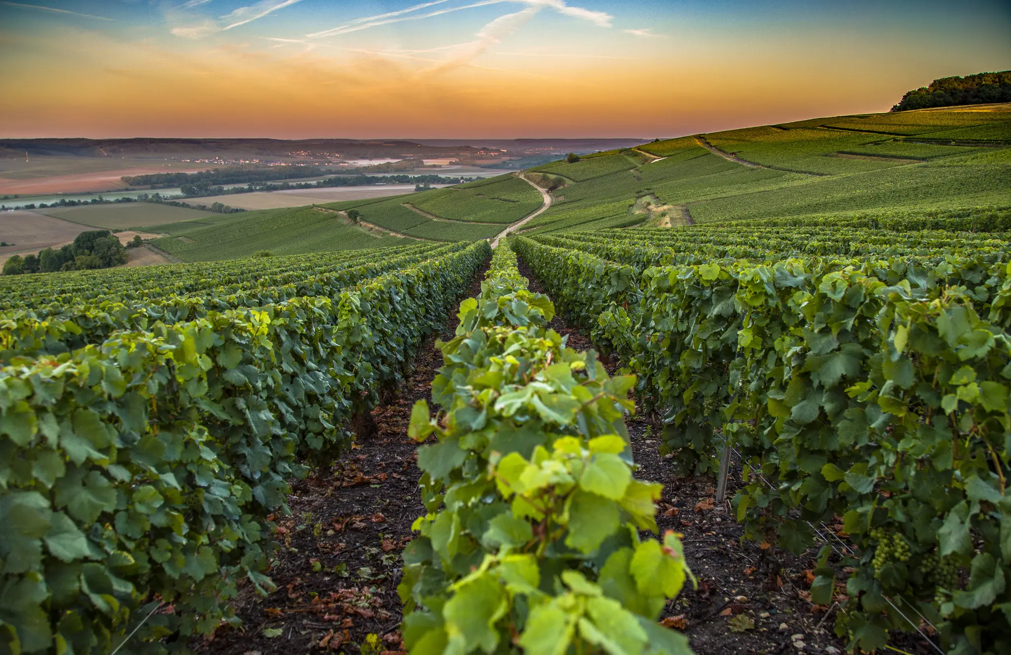 Weinberge in Frankreich, Champagne – Herkunft der Dom Pérignon Weine