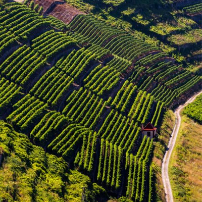 Weinberge in Germany, Franconia – Herkunft der Weingut Fürst Löwenstein Weine