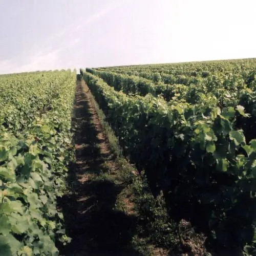 Weinberge in Deutschland, Rheingau – Herkunft der Weingut Fürst Löwenstein Weine