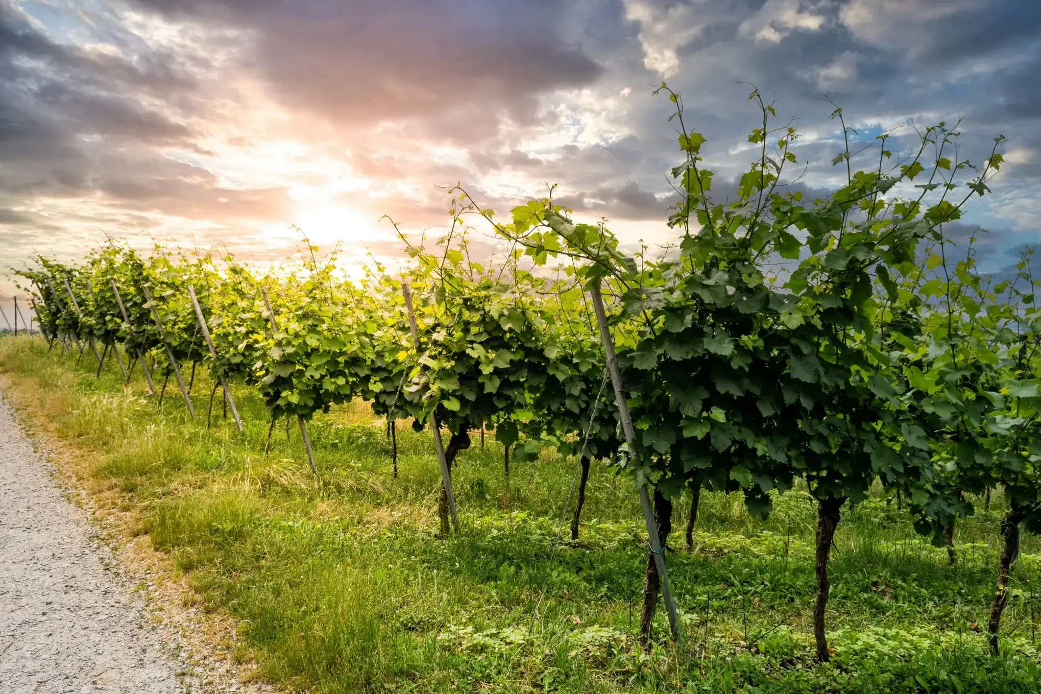 Weinberge in Deutschland, Rheingau – Herkunft der Kloster Eberbach Weine