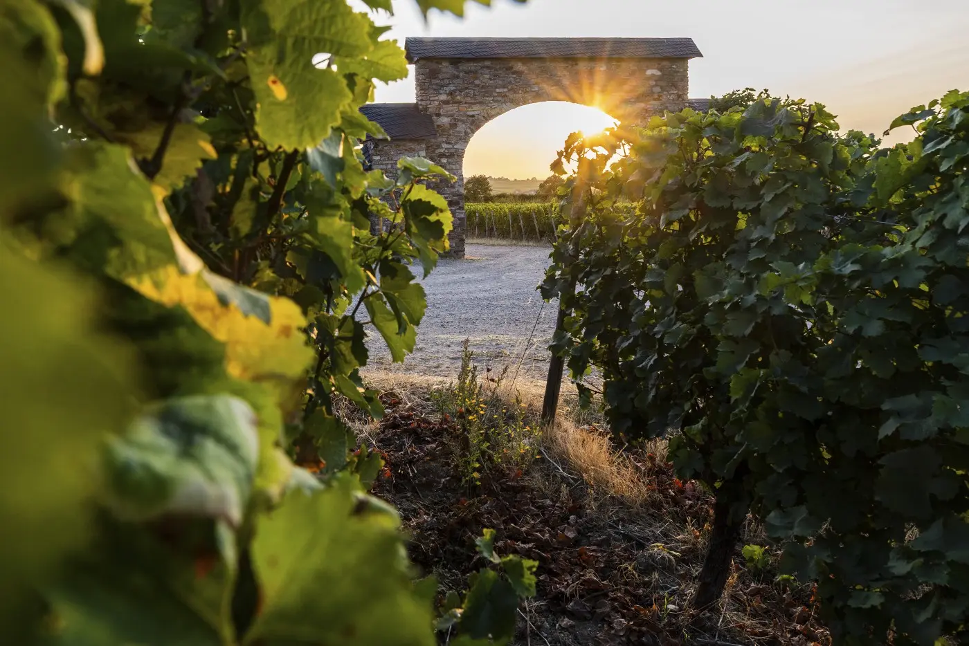Weinberge in Germany, Rheingau – Herkunft der Kloster Eberbach Weine