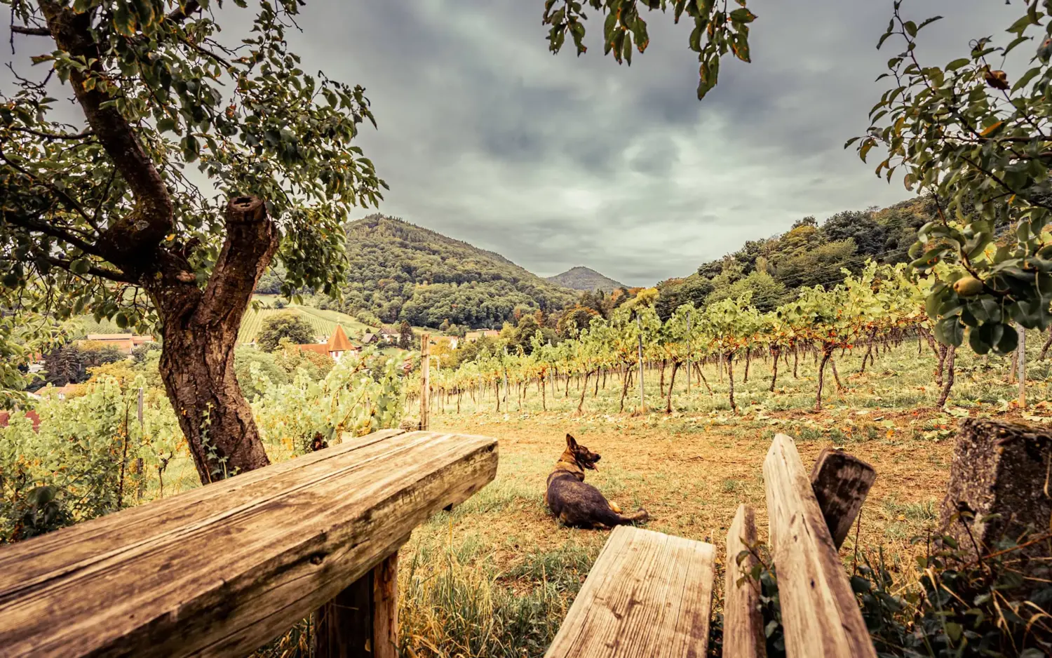 Weinberge in Deutschland, Pfalz – Herkunft der Loewenthal Weine