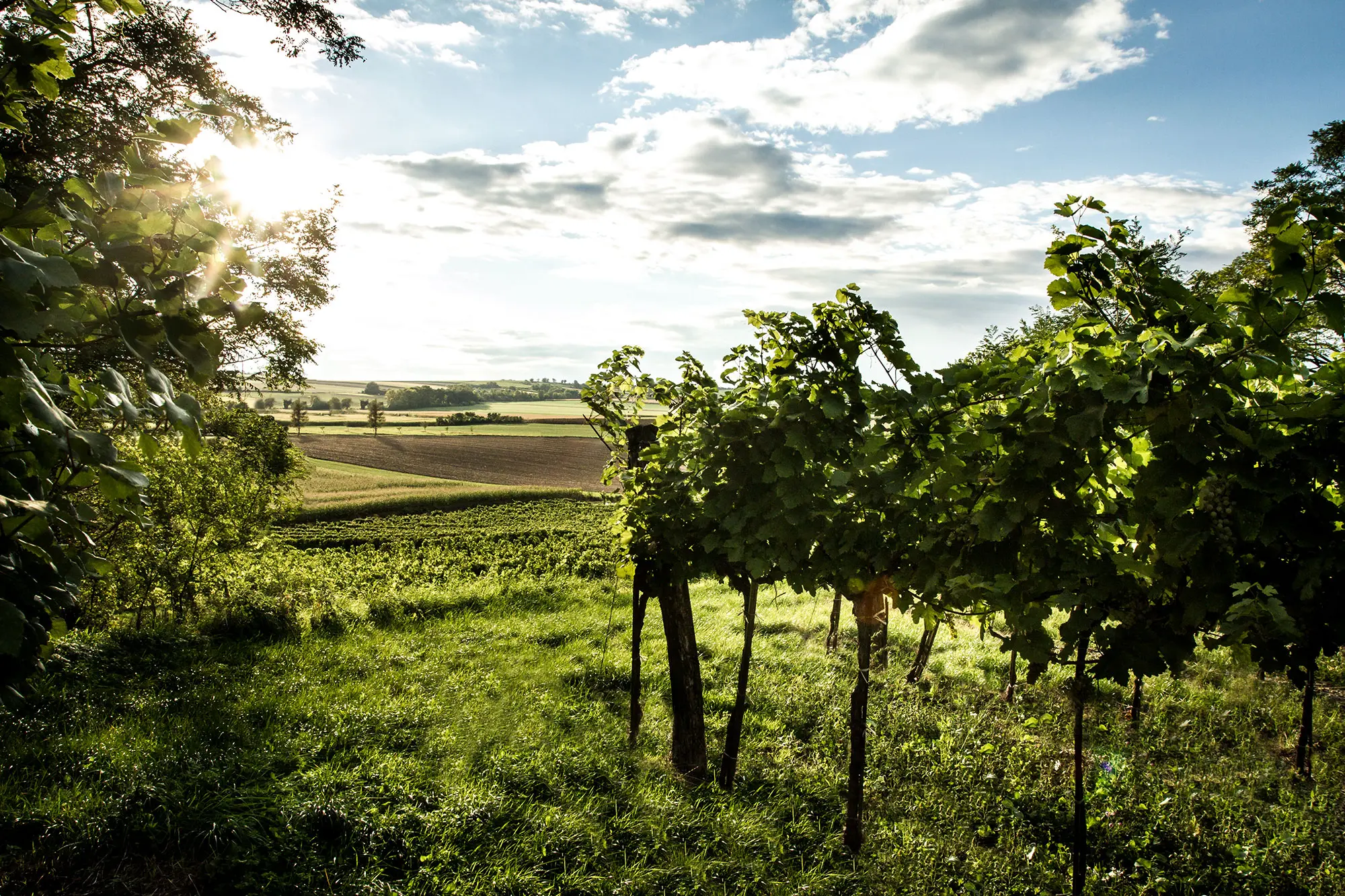 Weinberge in Österreich, Wagram – Herkunft der Weingut Mantler31 Weine