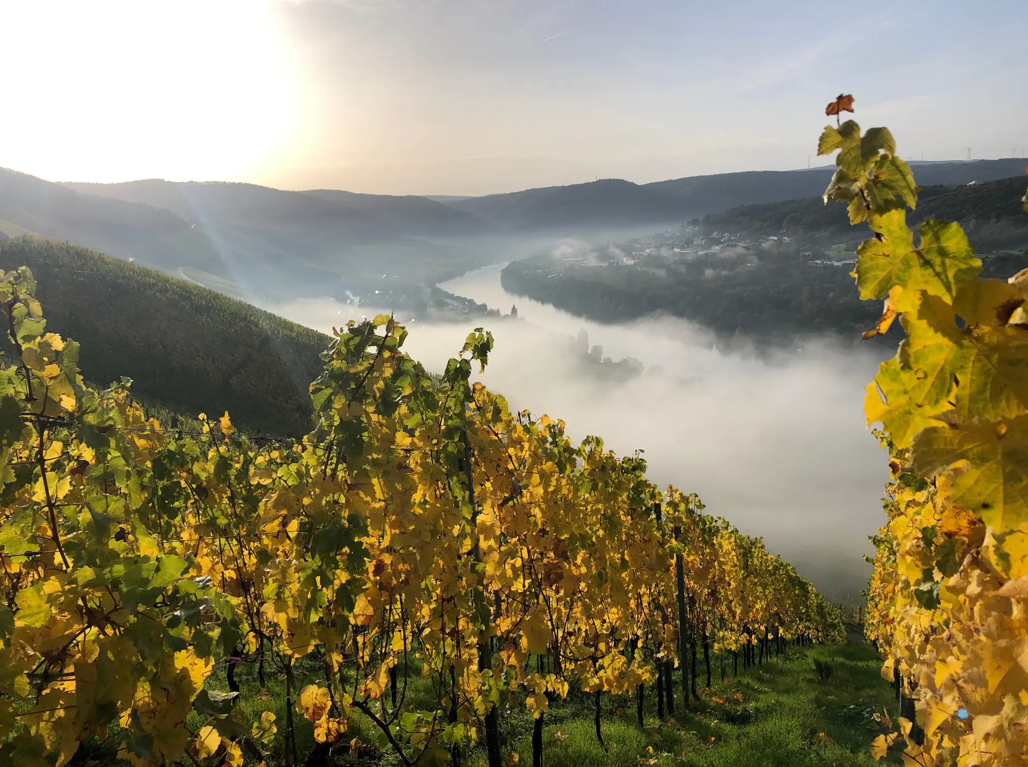 Weinberge in Deutschland, Mosel – Herkunft der Weingut Nik Weis St. Urbans-Hof Weine