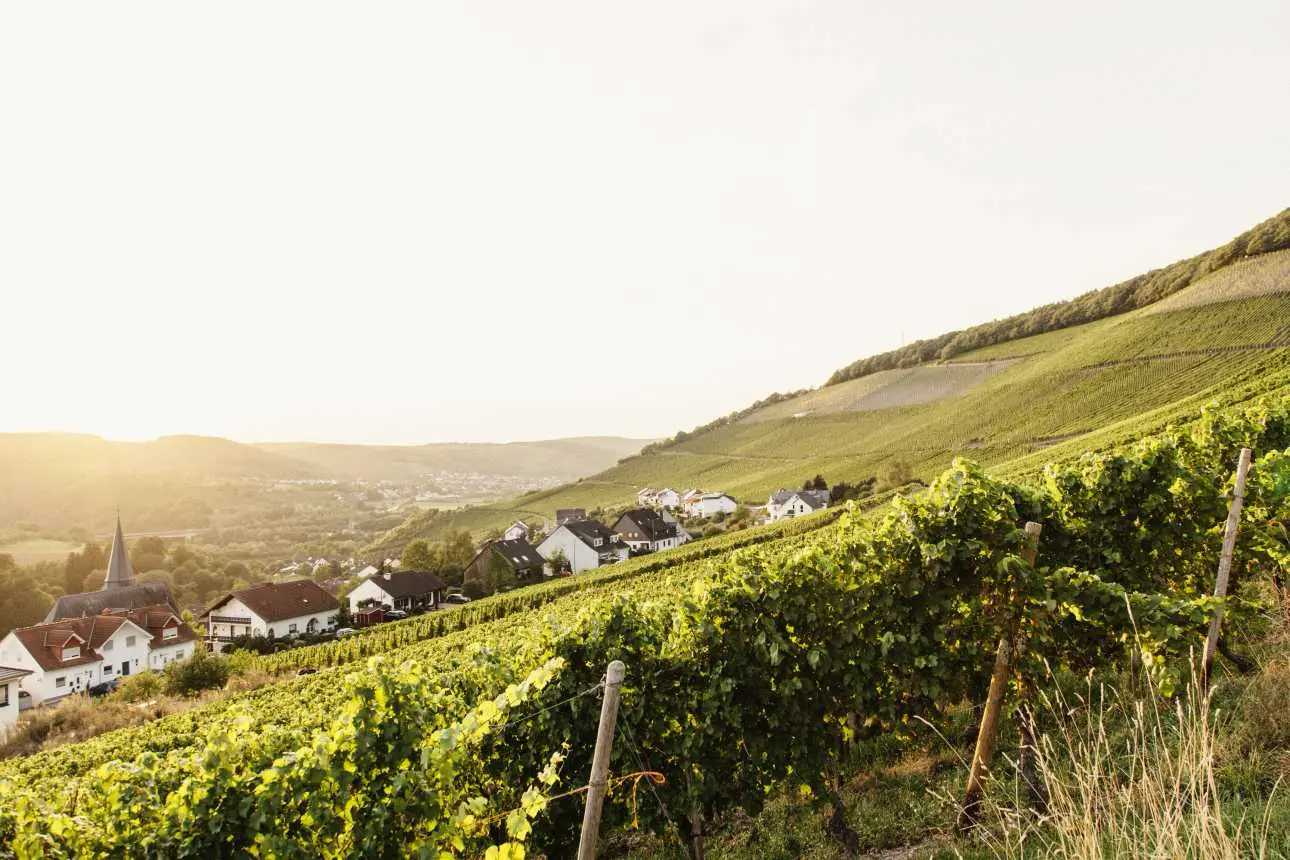 Weinberge in Deutschland, Mosel – Herkunft der Reverchon Weine