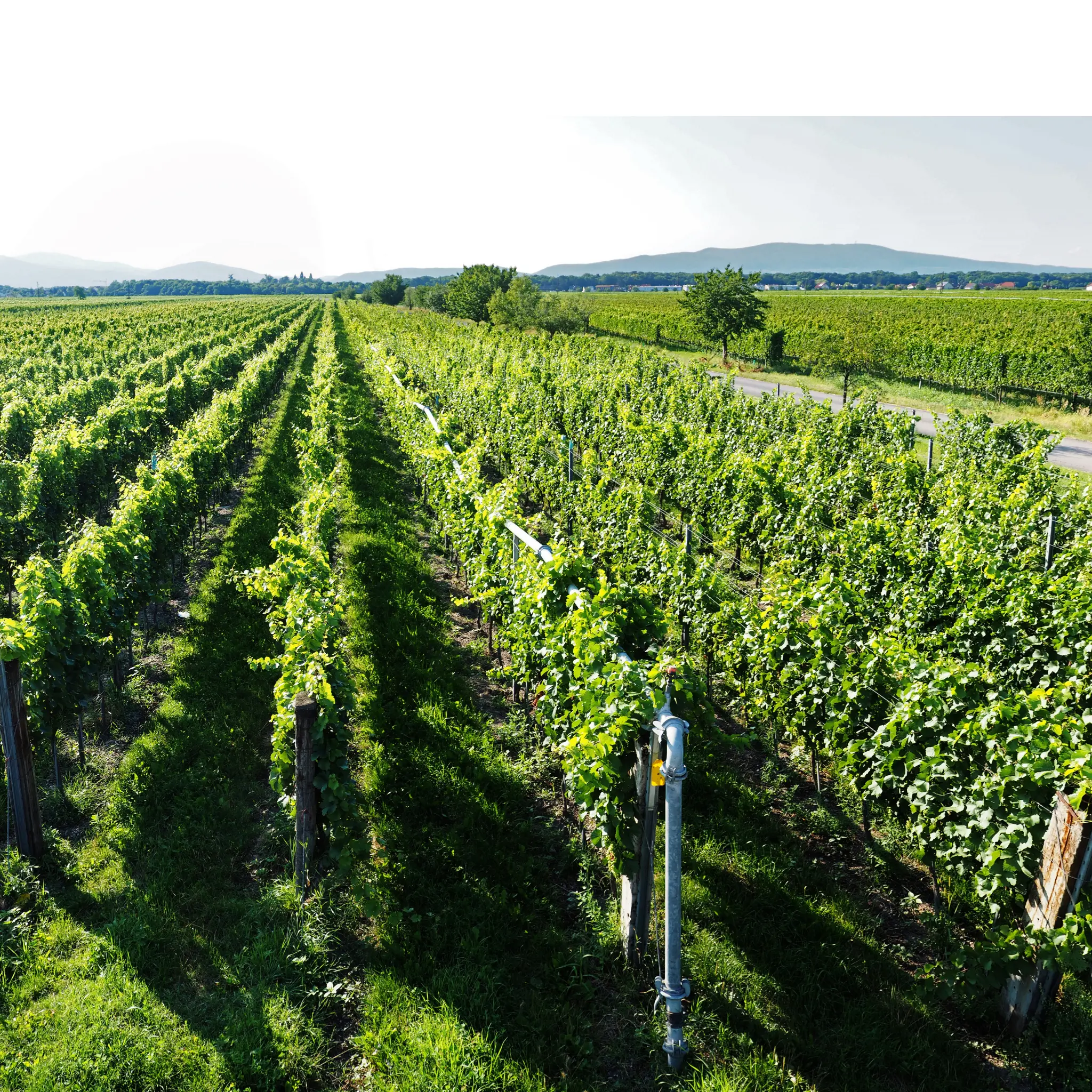 Weinberge in Österreich, Thermenregion – Herkunft der Weingut Familie Auer Weine
