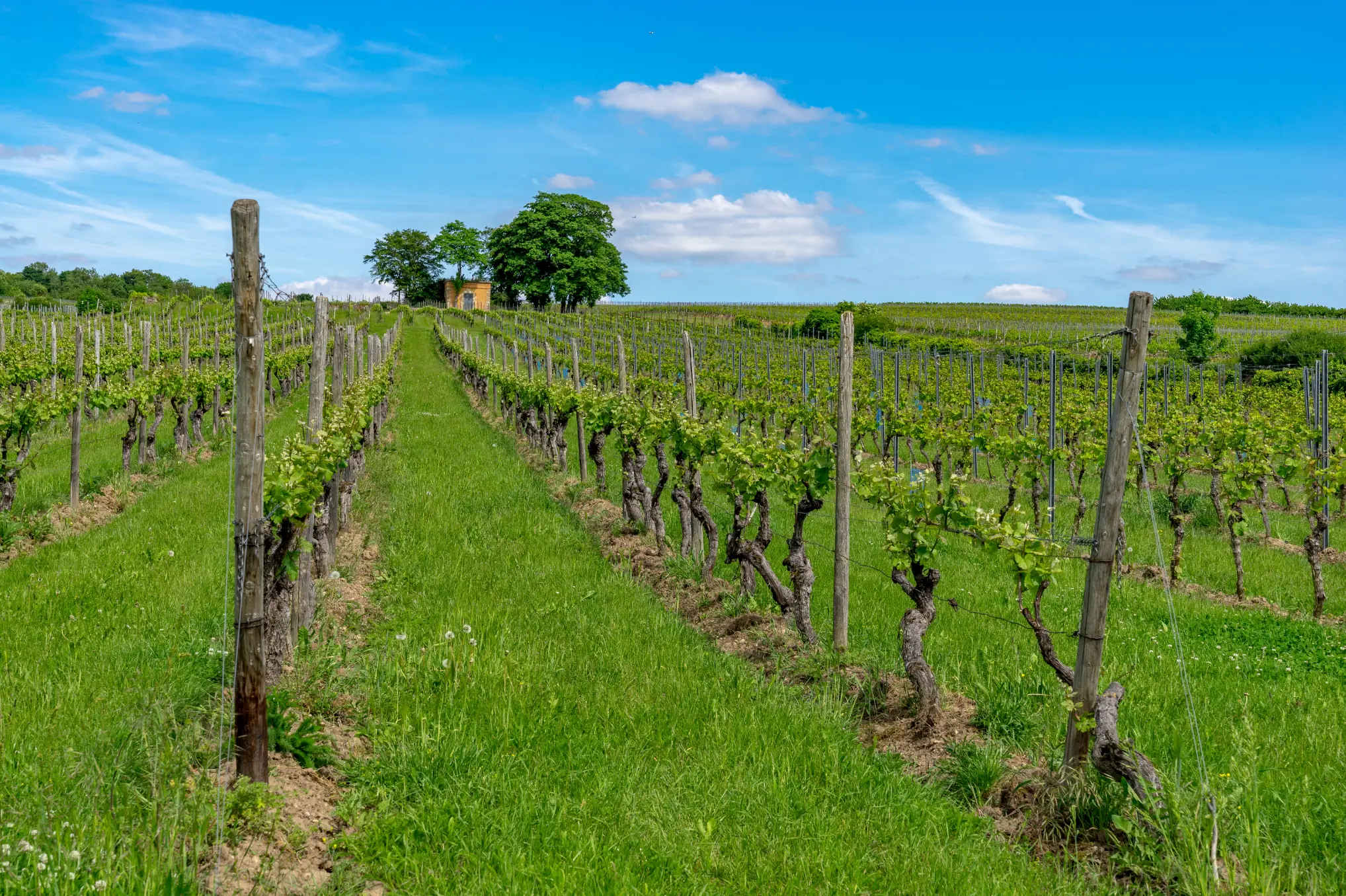 Weinberge in Deutschland, Rheinhessen – Herkunft der Lena & Sebastian by Weingut Baum Weine