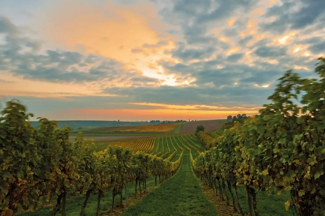 Weinberge in Deutschland, Rheinhessen – Herkunft der Weingut Johanneshof Weine