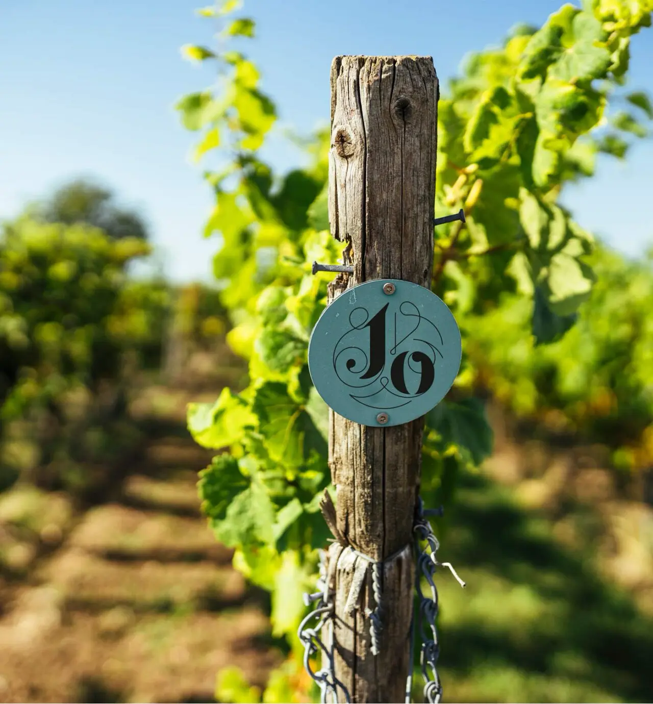Weinberge in Deutschland, Rheinhessen – Herkunft der Weingut Johanninger Weine