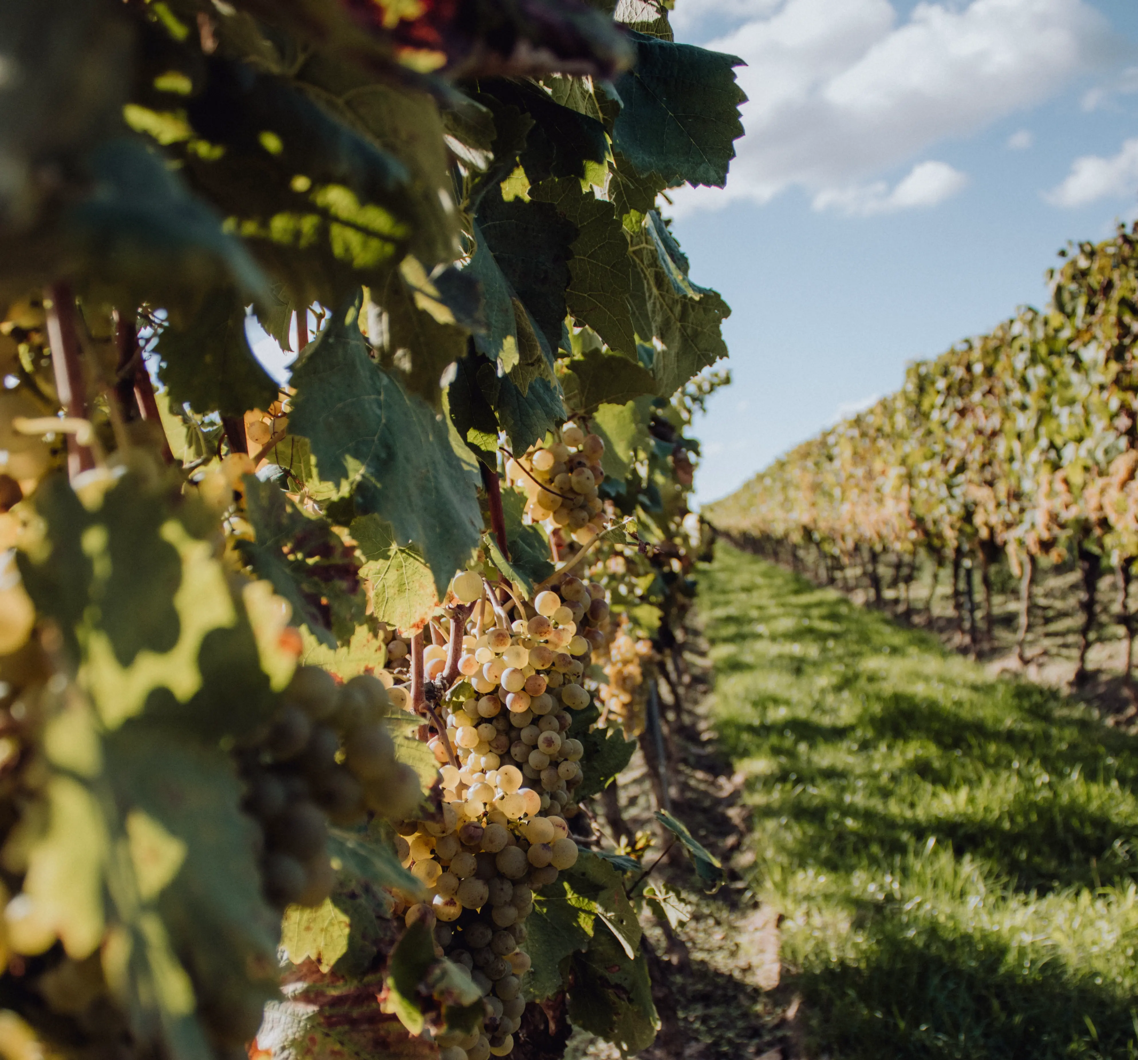Weinberge in Deutschland, Rheinhessen – Herkunft der Weingut Kissel Weine