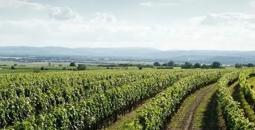 Weinberge in Österreich, Wagram – Herkunft der Weingut Leth Weine
