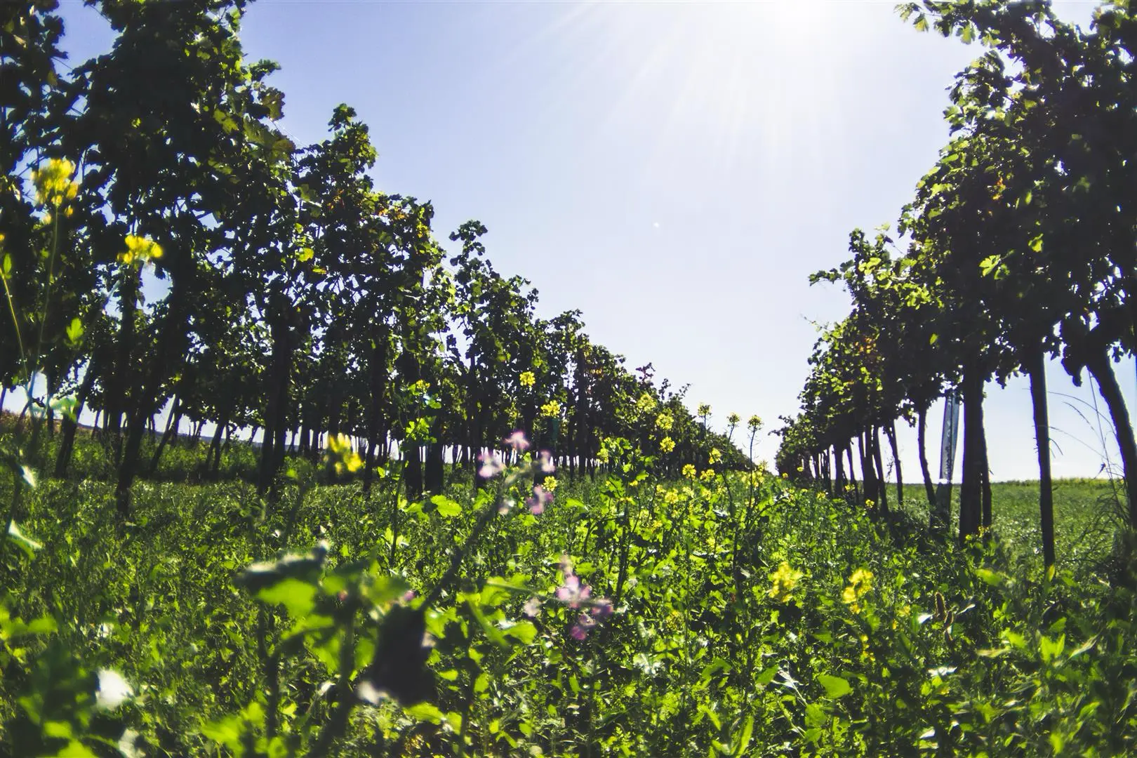 Weinberge in Österreich, Weinviertel – Herkunft der Weingut Martin Obenaus Weine