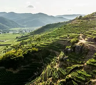 Weinberge in Österreich, Wachau – Herkunft der Weingut Simon Gattinger Weine