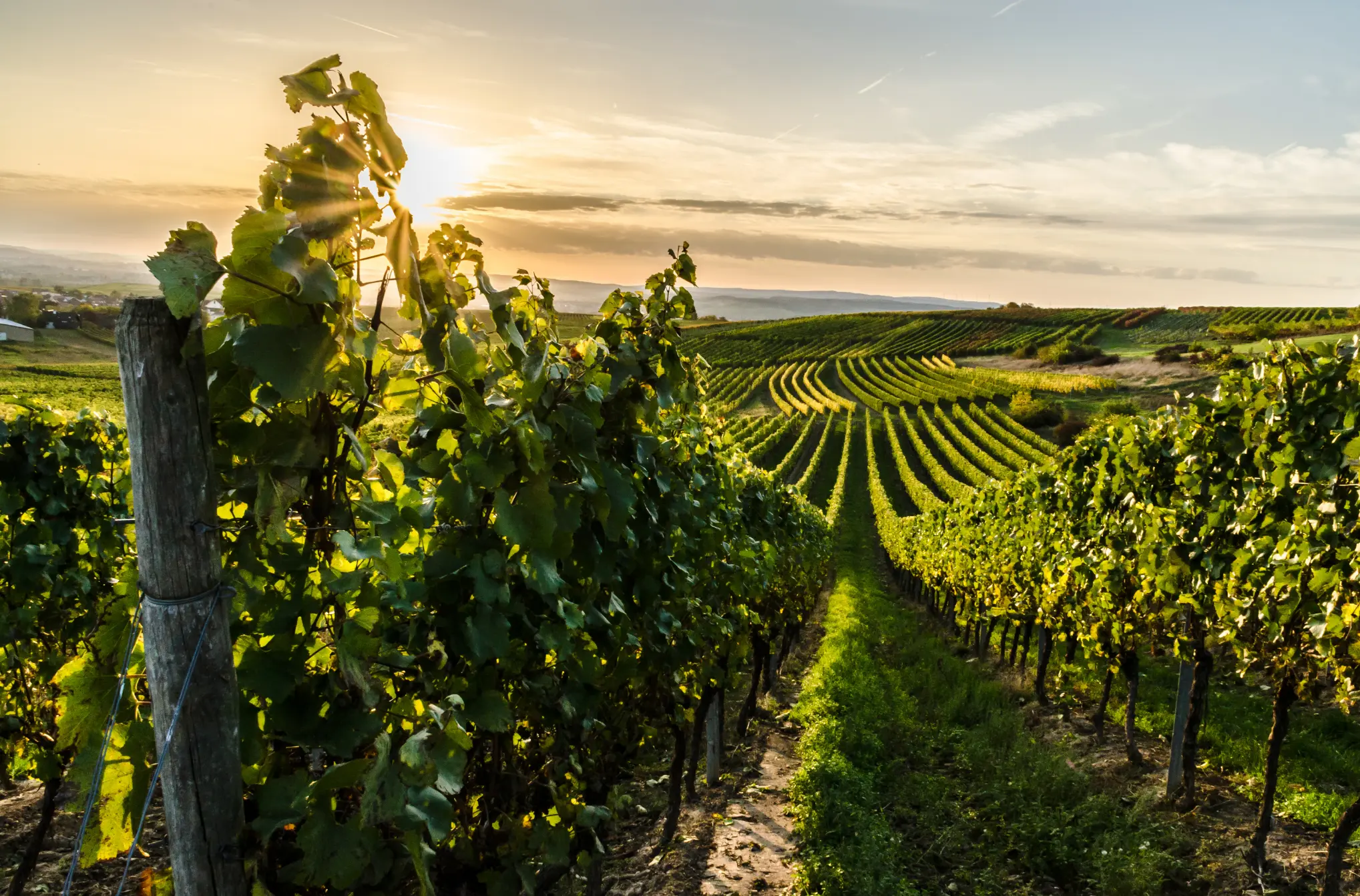 Weinberge in Deutschland, Rheinhessen – Herkunft der Weingut Steinmühle Weine