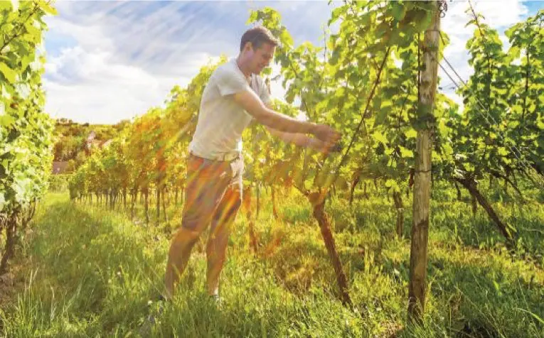 Winzer des Weingut Steinmühle in Deutschland, Rheinhessen