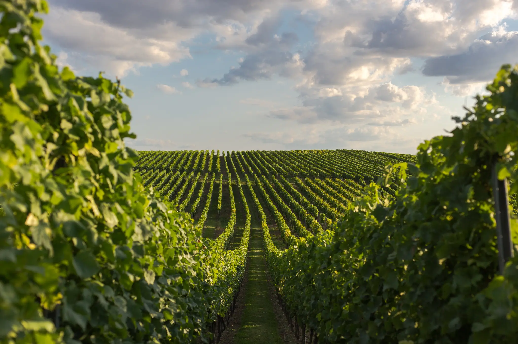 Weinberge in Deutschland, Rheinhessen – Herkunft der Weingut Stenner Weine