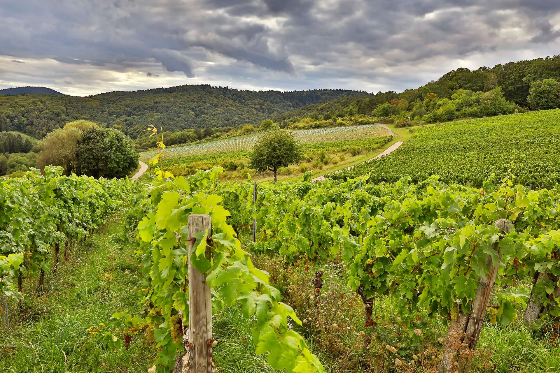 Weinberge in Deutschland, Pfalz – Herkunft der Weingut Wilker Weine