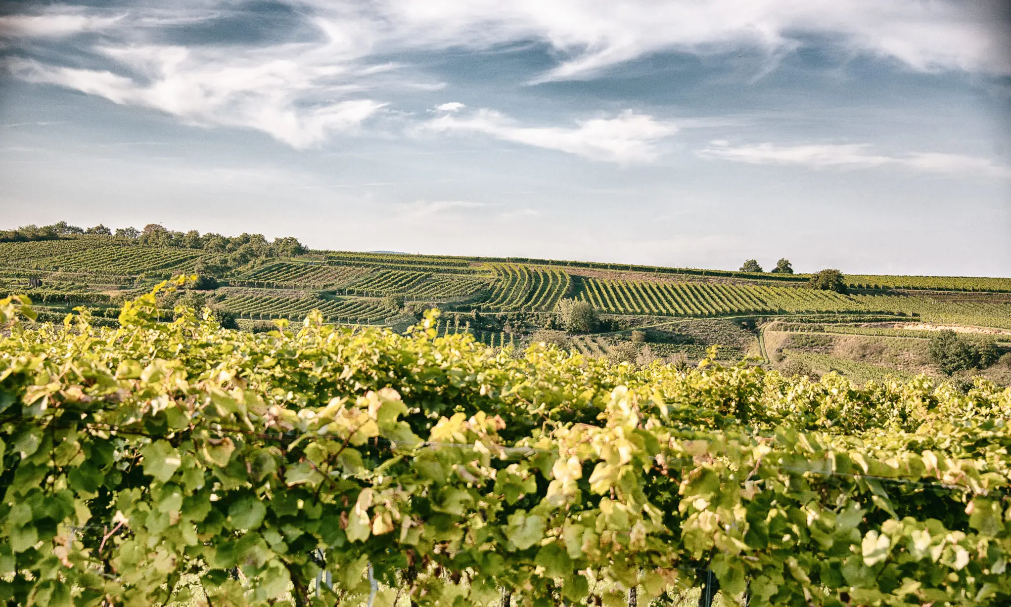Weinberge in Österreich, Kremstal – Herkunft der Weinhof Mario Preis Weine