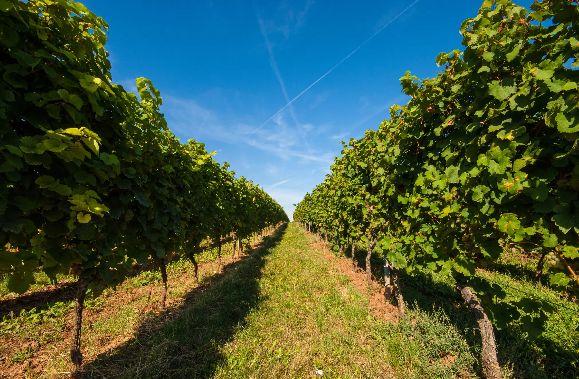 Weinberge in Deutschland, Rheinhessen – Herkunft der Weingut Weinreich Weine
