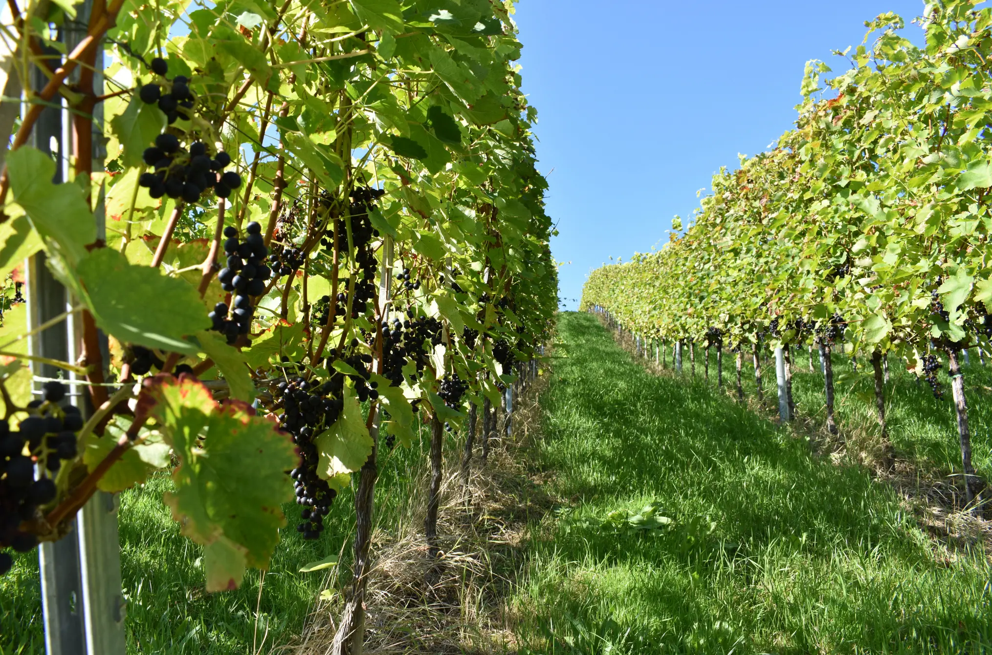 Weinberge in Deutschland, Baden – Herkunft der Winzer von Baden Weine