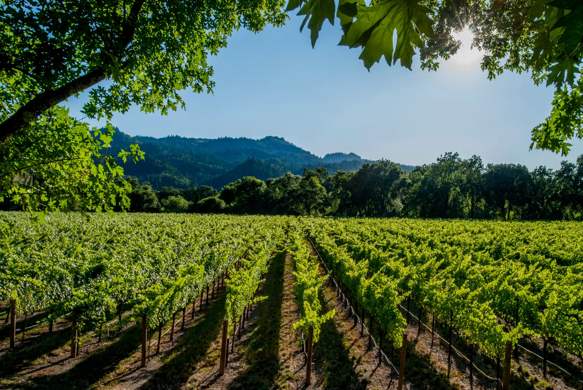 Weinberge in USA, Napa Valley – Herkunft der Accendo Cellars Weine