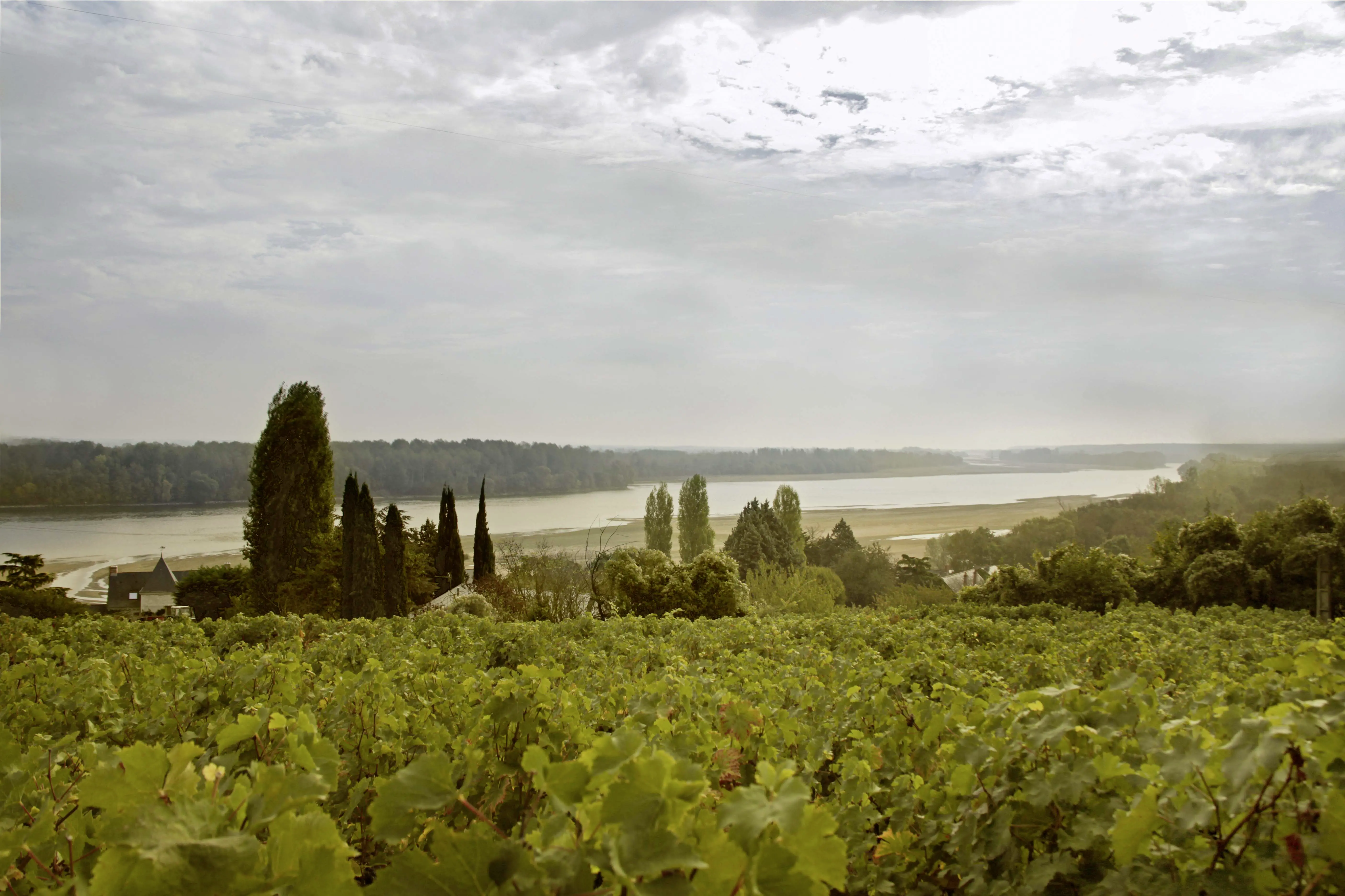 Weinberge in Frankreich, Loire – Herkunft der Ackerman Weine