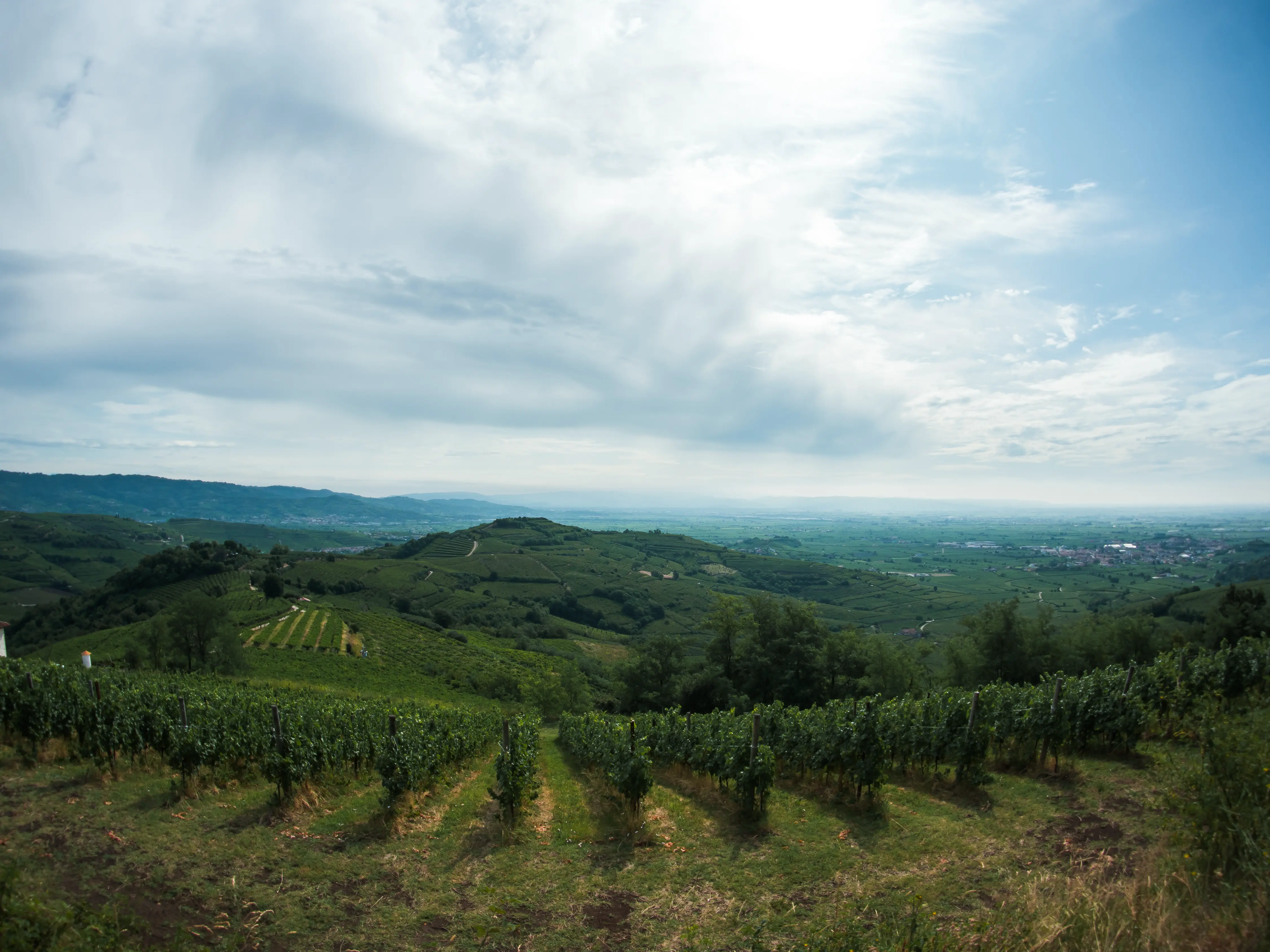 Weinberge in Italien, Venetien – Herkunft der Anselmi Weine