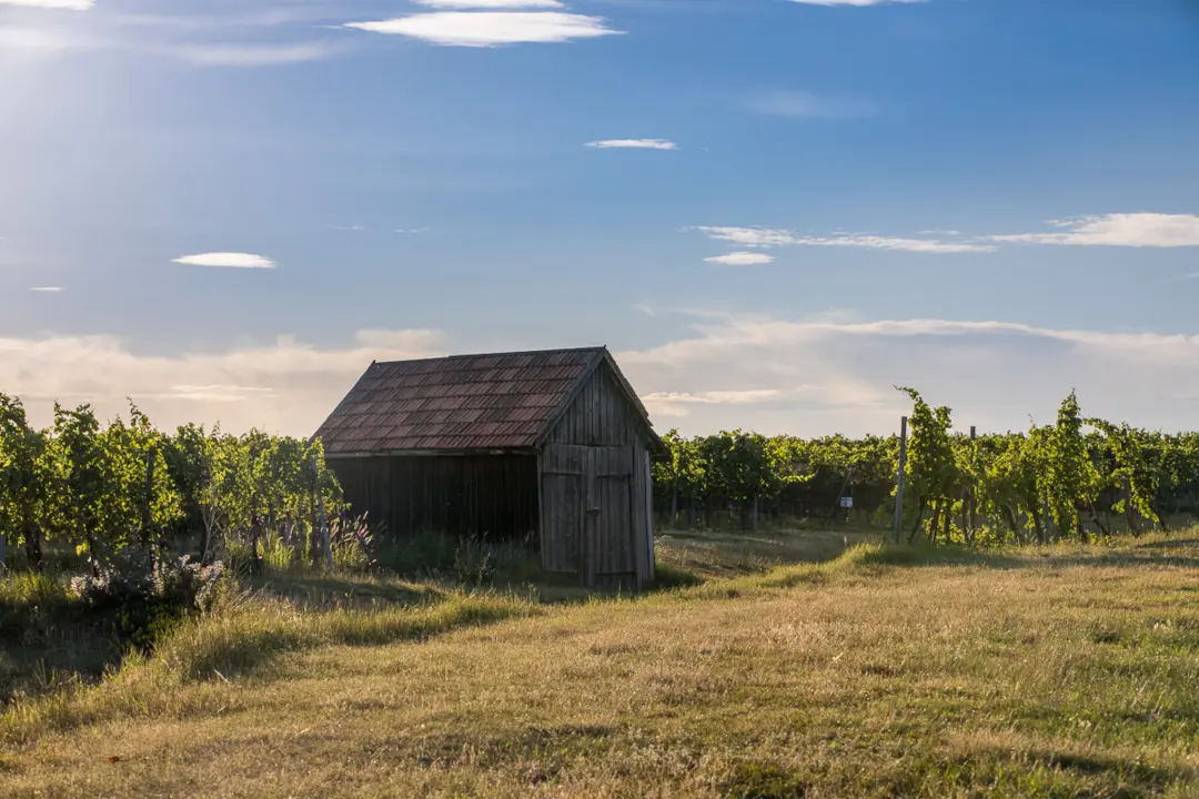 Weinberge in Österreich, Wagram – Herkunft der Weinhof Anton Waldschütz Weine
