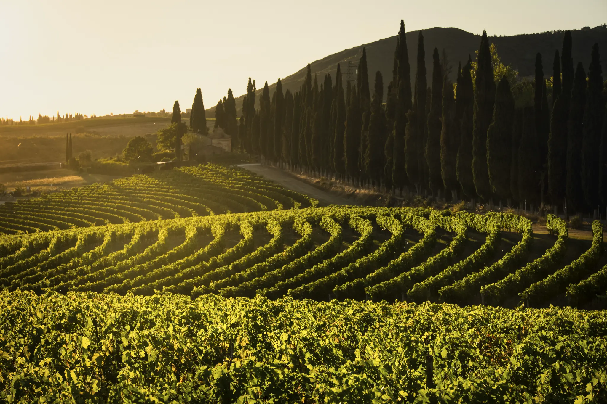 Weinberge in Italien, Toskana – Herkunft der Tenuta di Arceno Weine