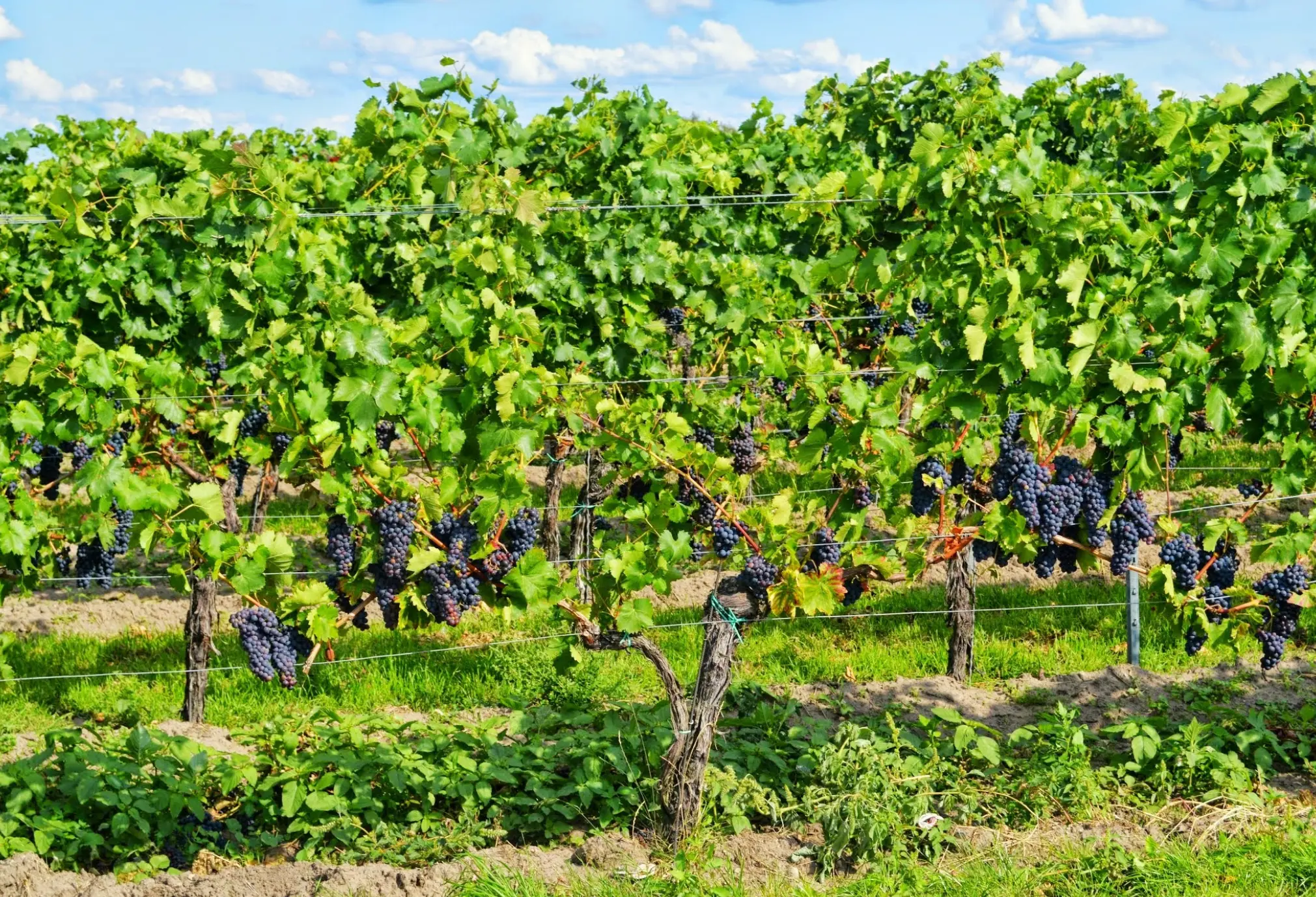 Weinberge in Deutschland, Pfalz – Herkunft der Weingut Bassermann-Jordan Weine