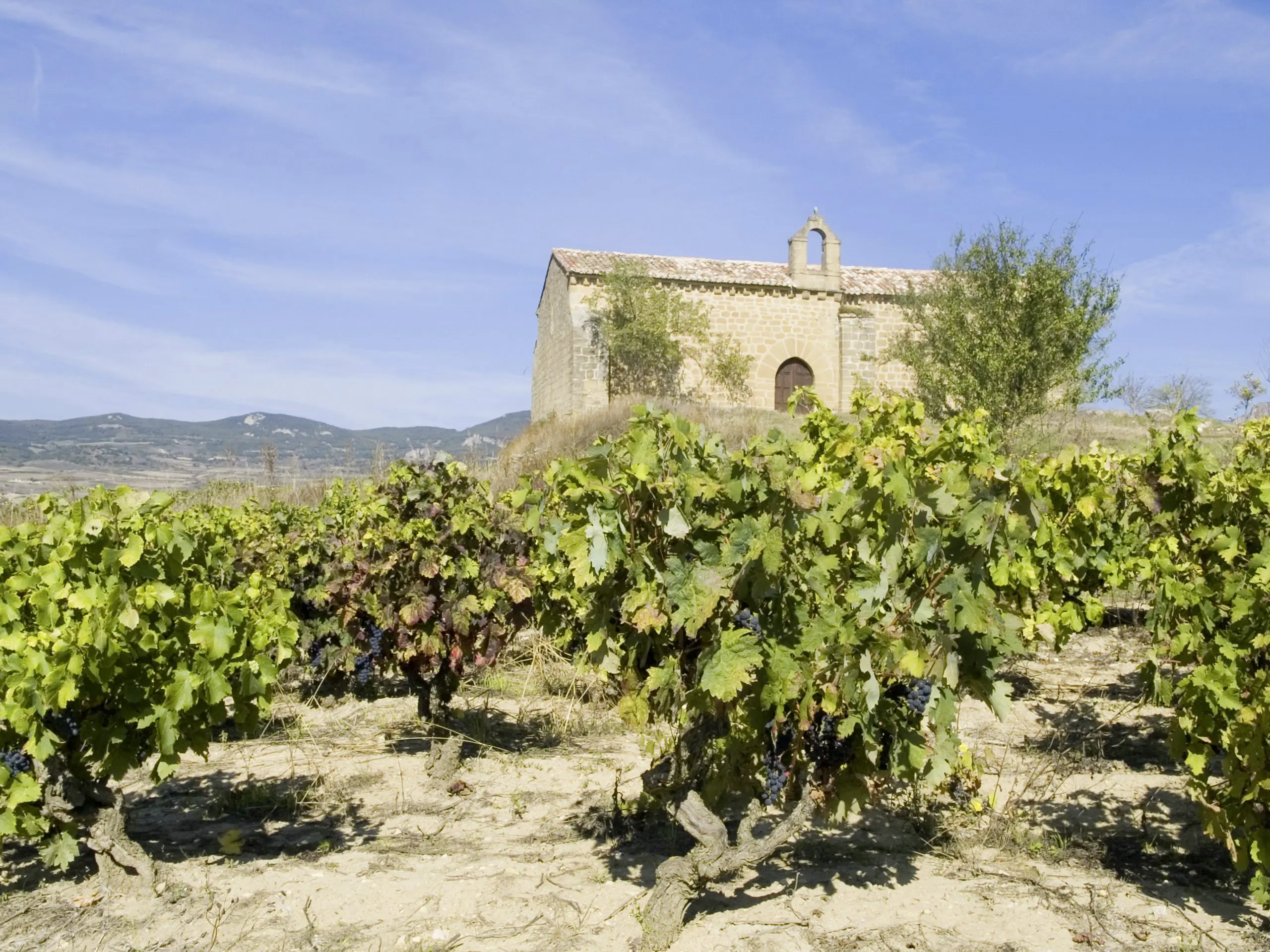 Weinberge in Spanien, Rioja – Herkunft der Bodegas Tarón Weine