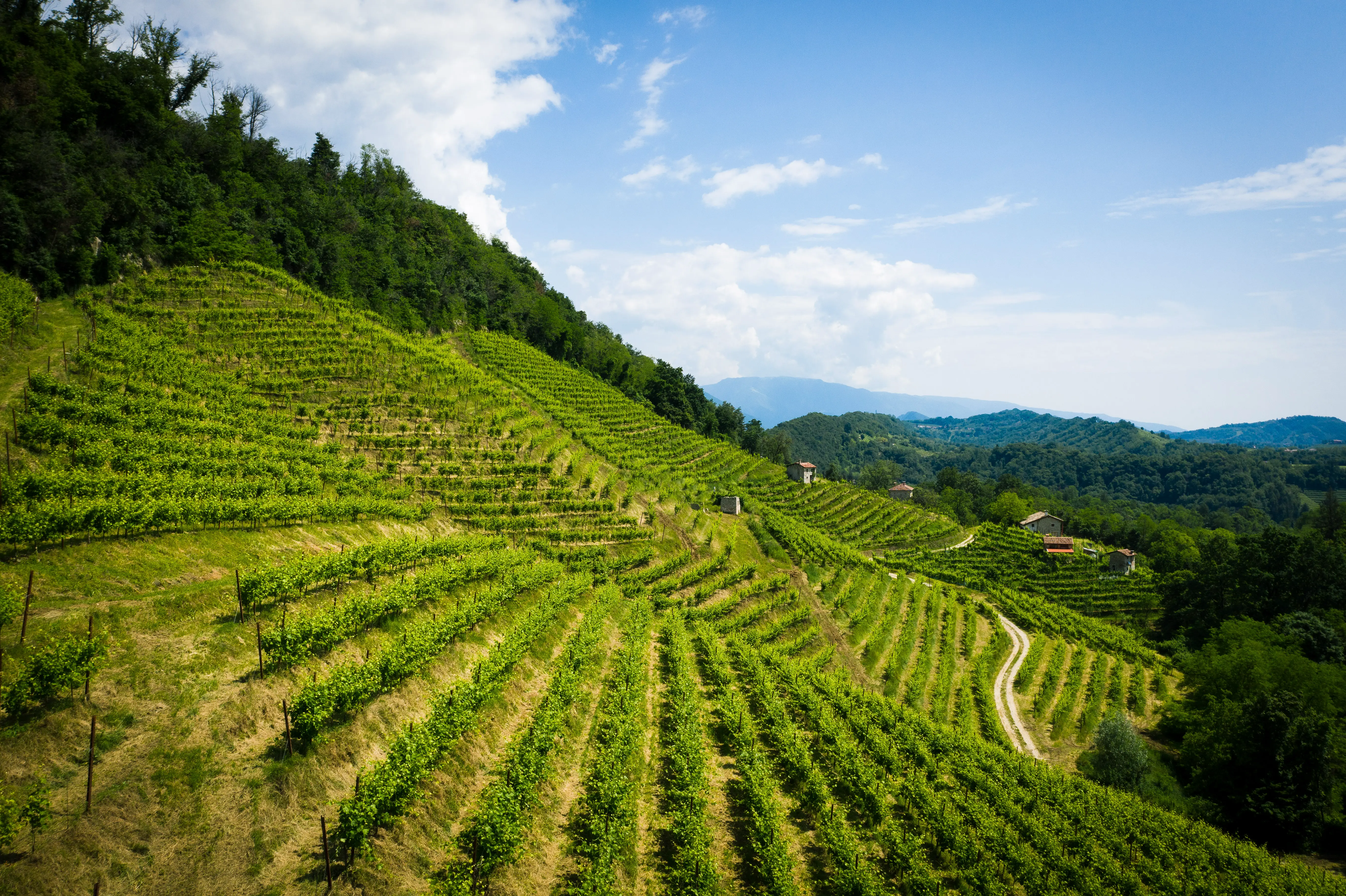 Weinberge in Italien, Venetien – Herkunft der Borgo Molino Vigne & Vini Weine