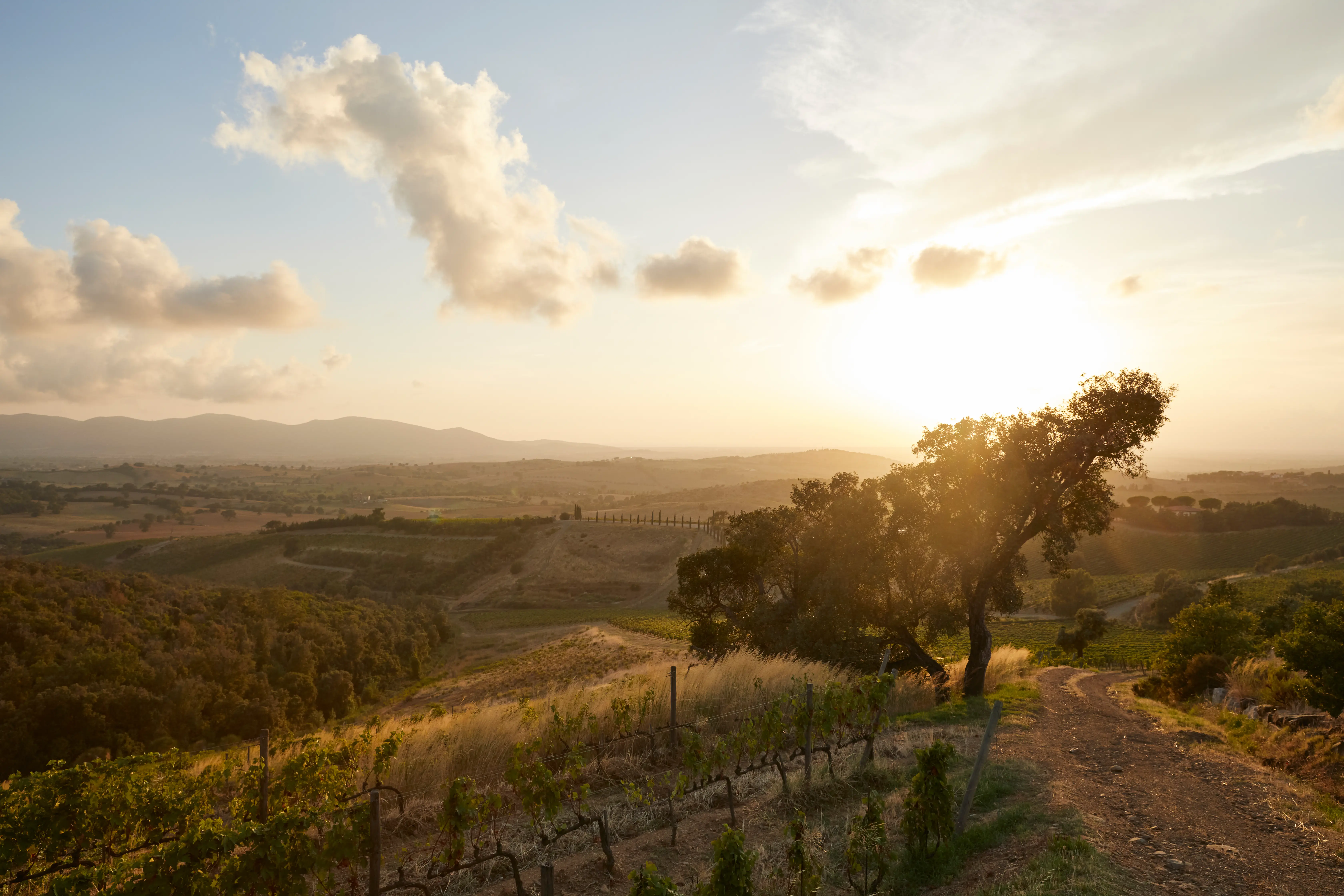 Weinberge in Italien, Toskana – Herkunft der Brancaia Weine