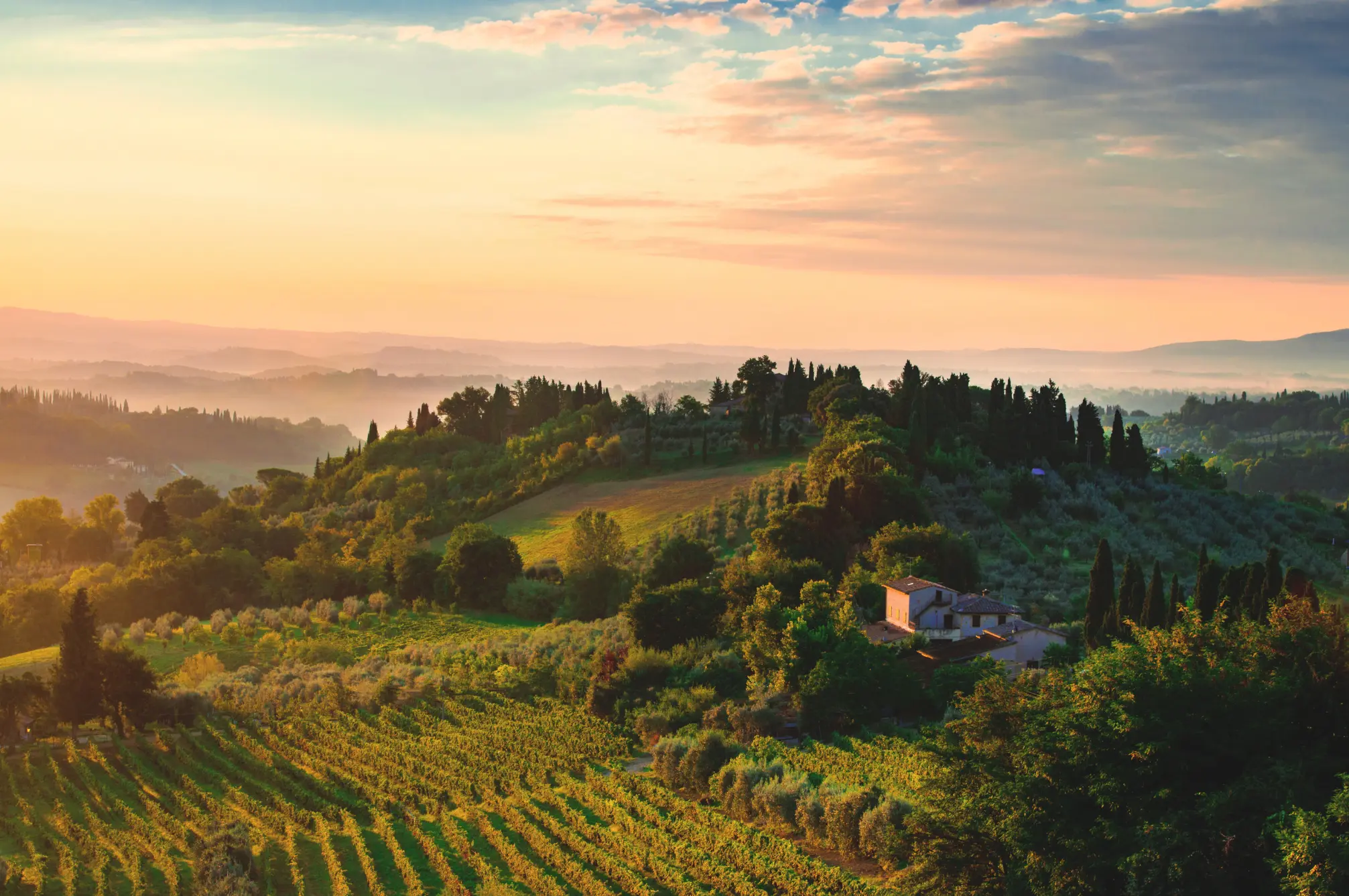 Weinberge in Italien, Toskana – Herkunft der Cantina Carlo Gentili Weine