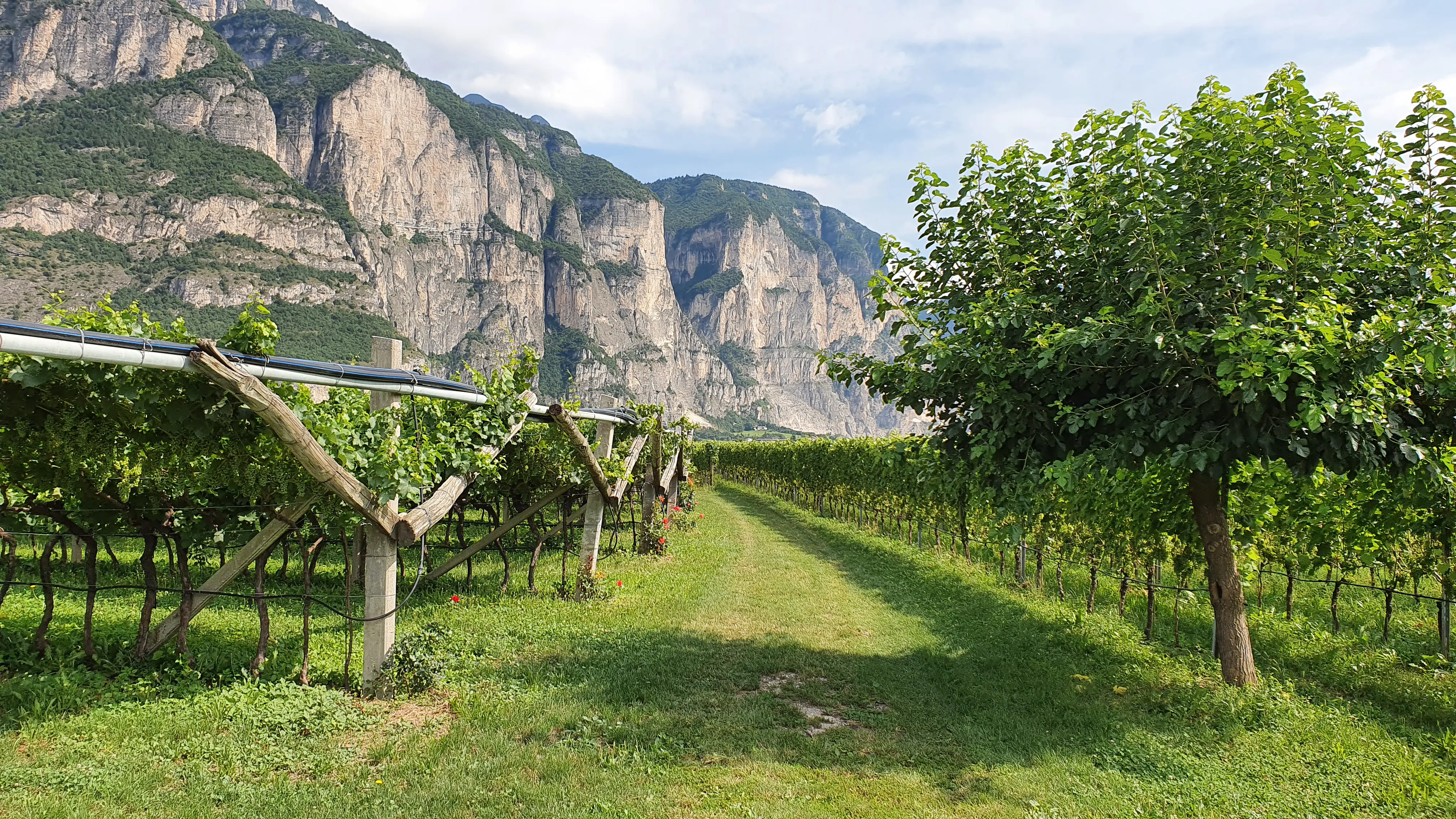 Weinberge in Italien, Trentino – Herkunft der Castel Firmian Weine
