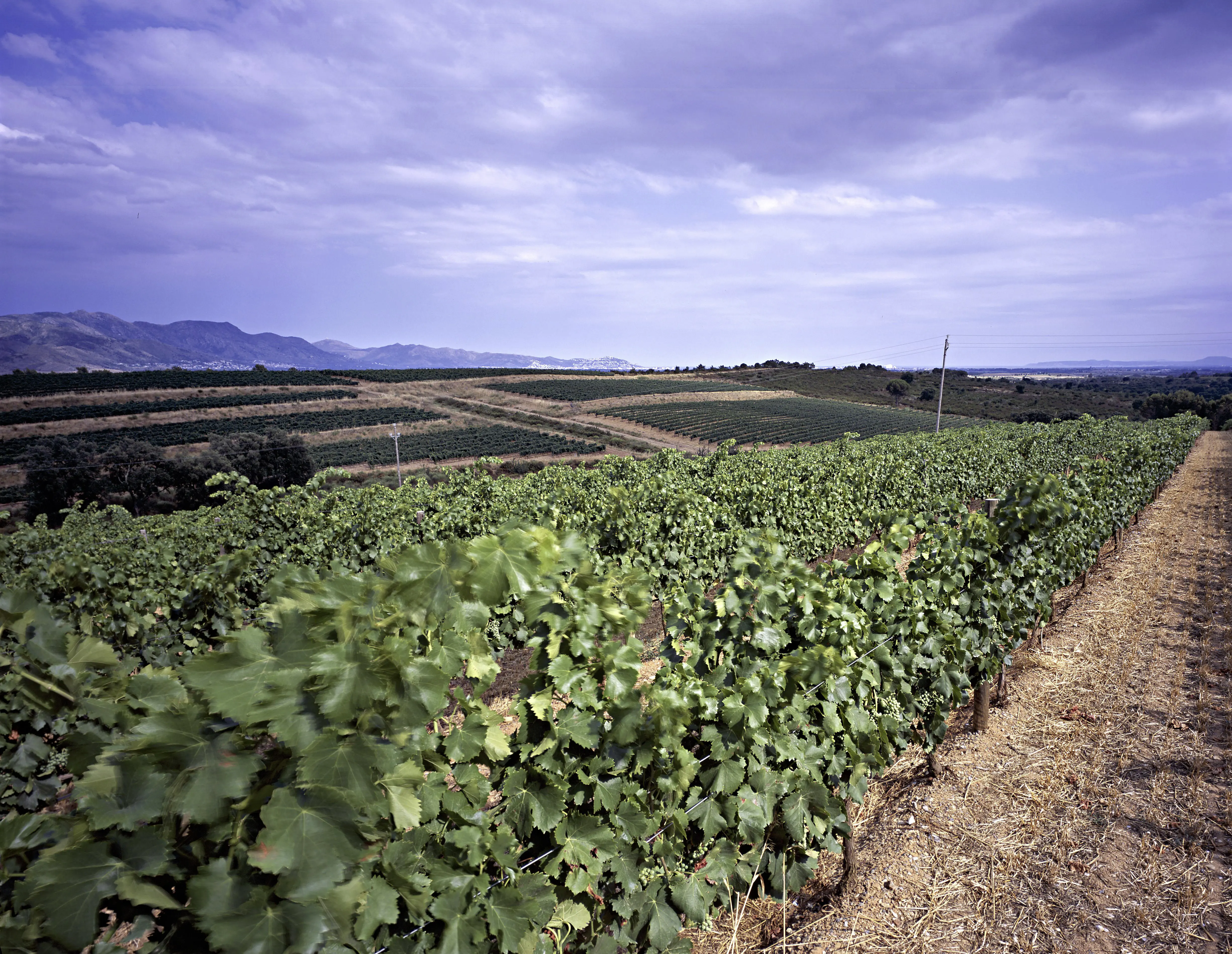 Weinberge in Spanien, Katalonien – Herkunft der Castillo Perelada Weine