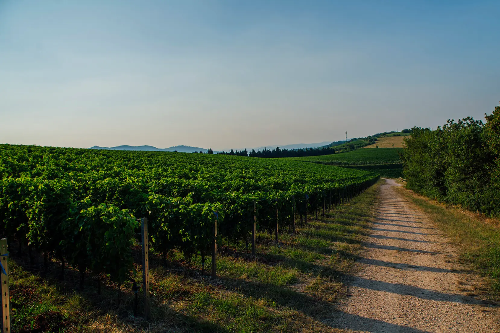 Weinberge in Italien, Venetien – Herkunft der Cecilia Beretta Weine