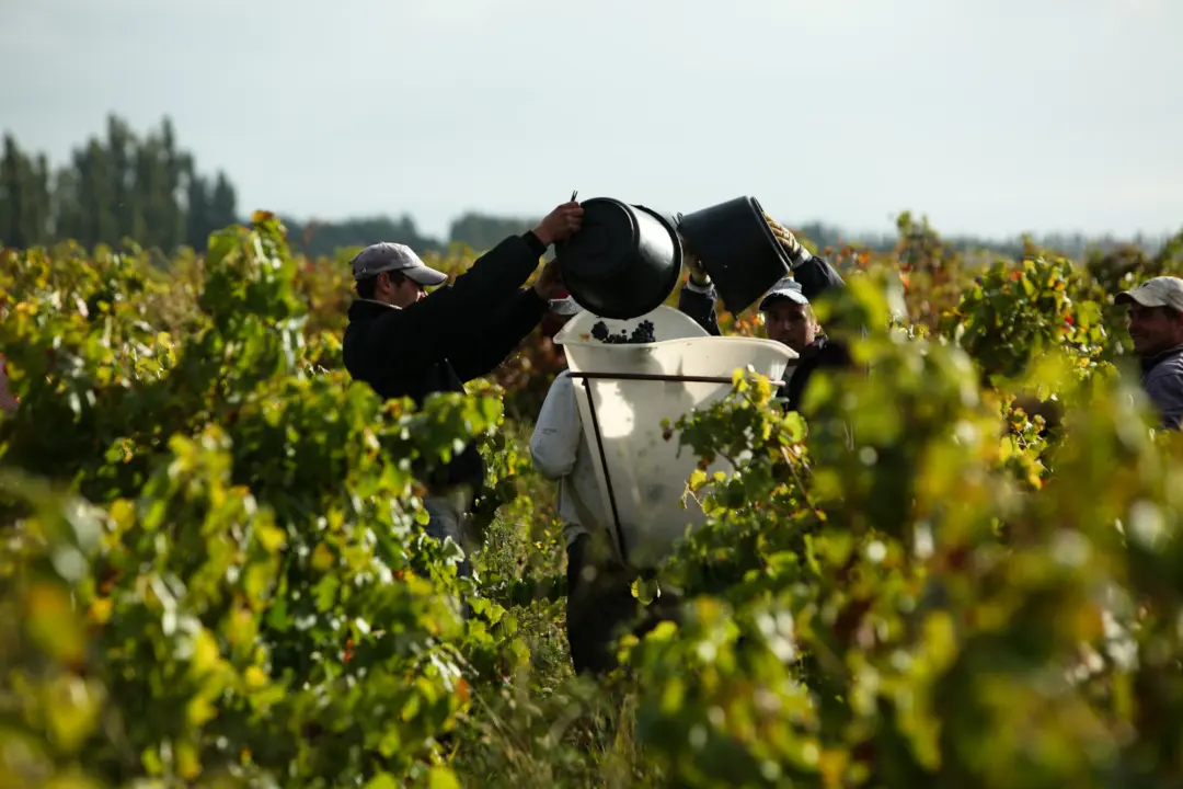 Weinberge in Frankreich, Champagne – Herkunft der Champagne Virginie T. Weine