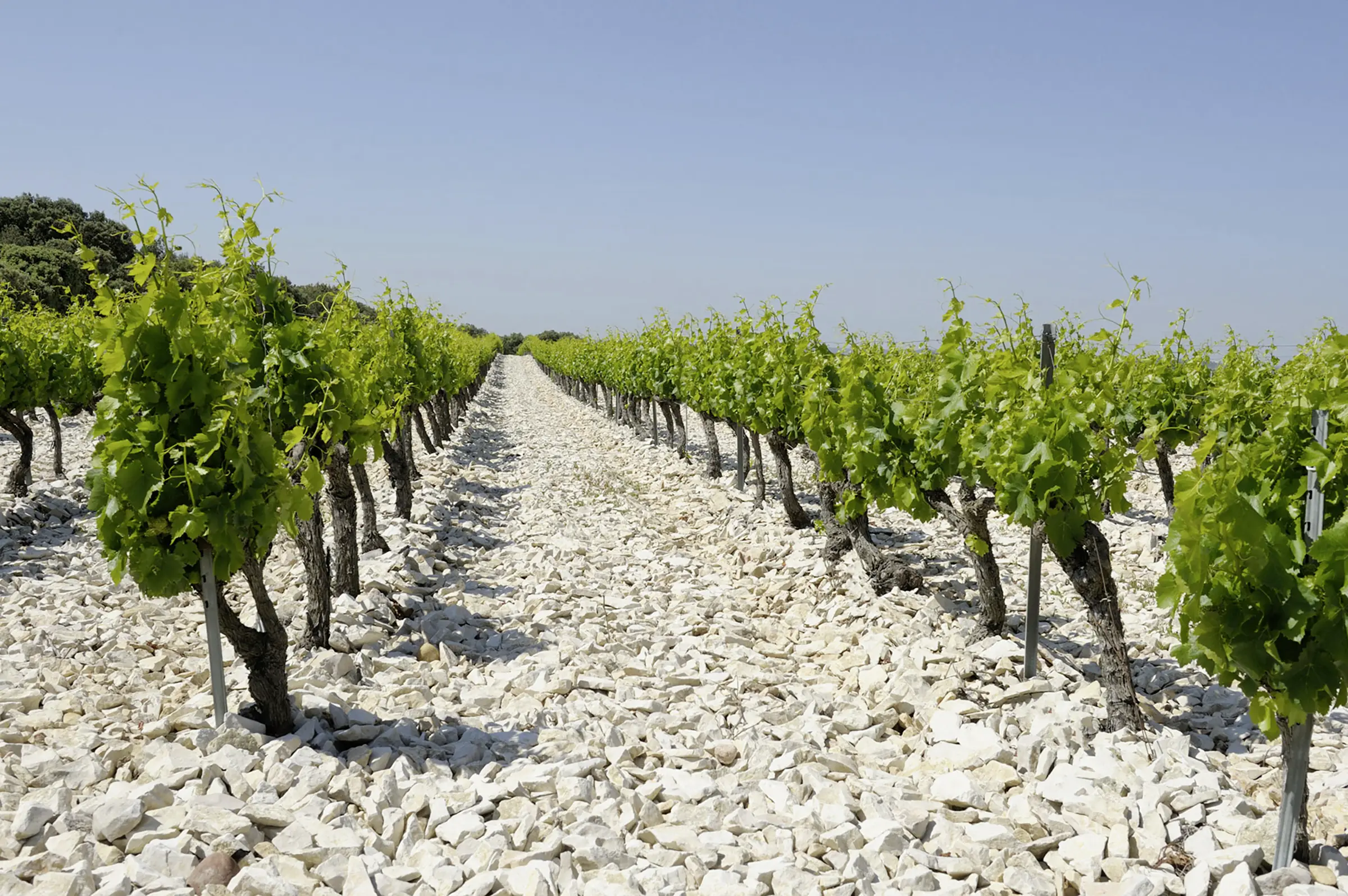 Weinberge in Frankreich, Rhône – Herkunft der Château Mont-Redon Weine