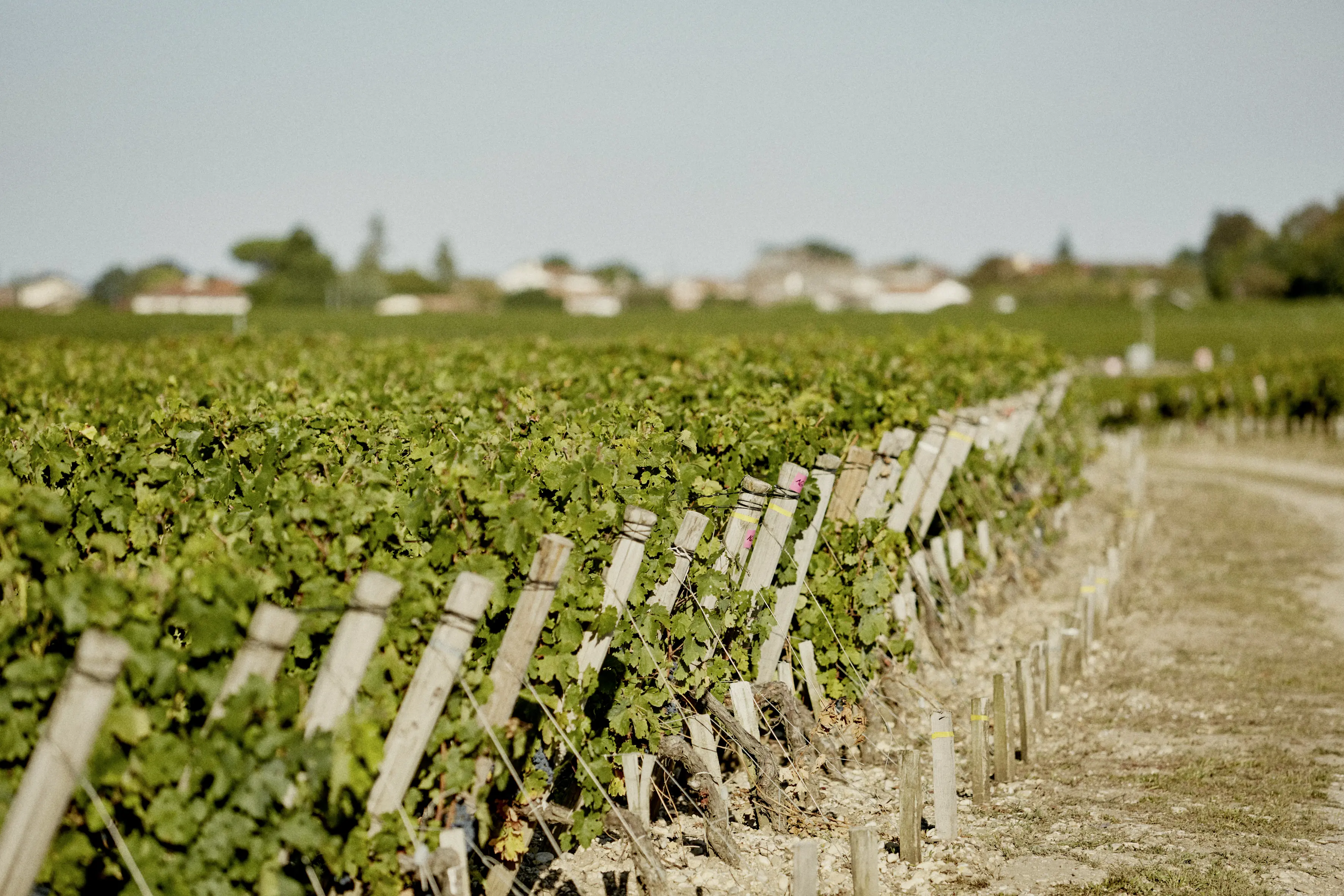 Weinberge in Frankreich, Bordeaux – Herkunft der Château de Pez Weine