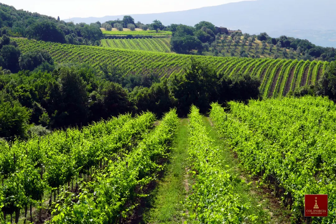Weinberge in Italien, Toskana – Herkunft der Col d'Orcia Weine