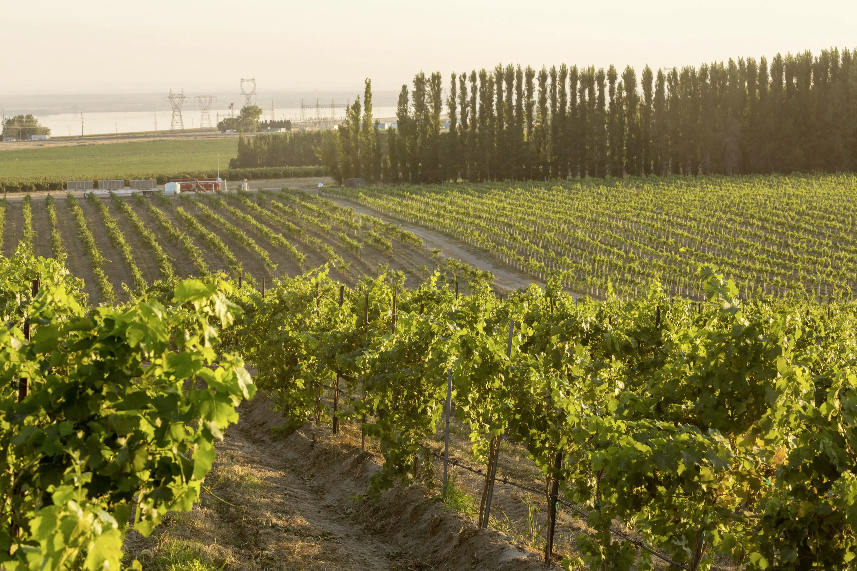 Weinberge in USA, Washington – Herkunft der Columbia Crest Weine