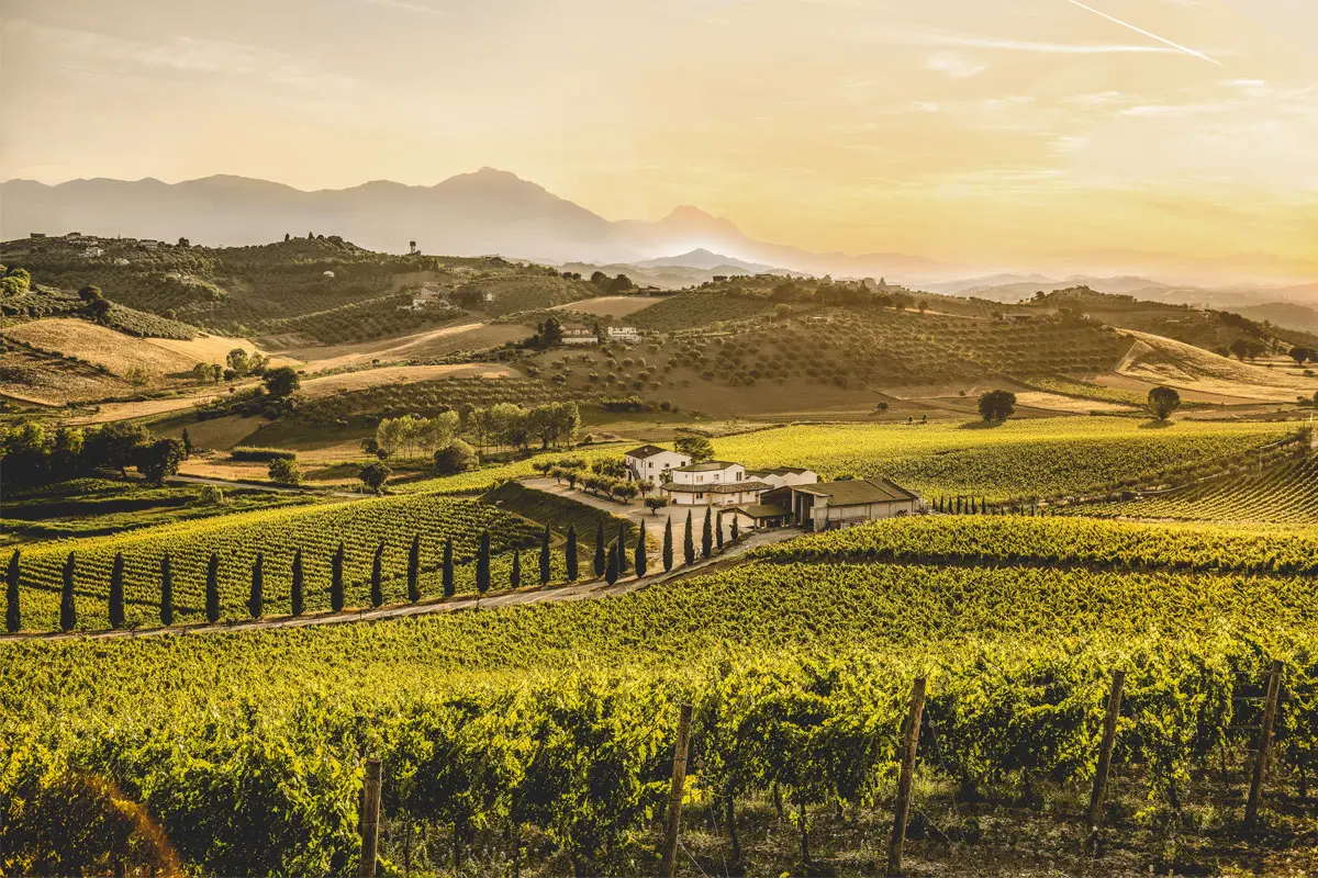 Weinberge in Italien, Abruzzen – Herkunft der Contesa Vigna Corvino Weine