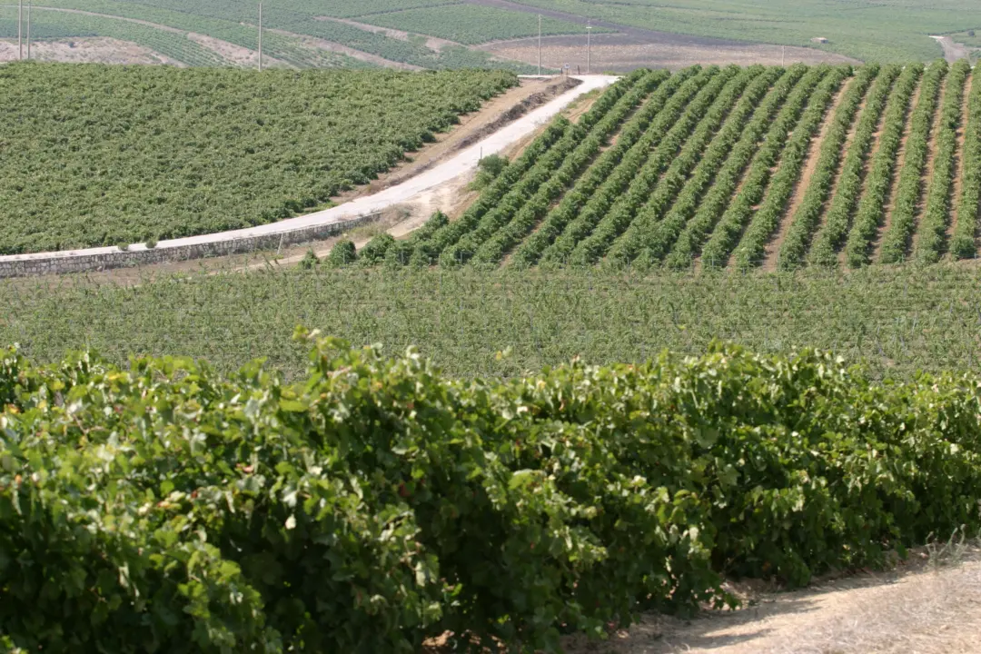 Weinberge in Italien, Sizilien – Herkunft der Corte dei Mori Weine