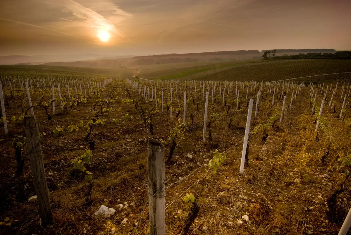 Weinberge in Frankreich, Loire – Herkunft der De Ladoucette Weine