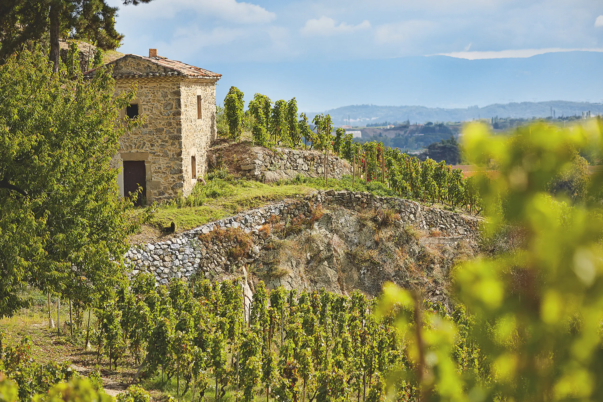 Weinberge in Frankreich, Rhône – Herkunft der Delas Frères Weine