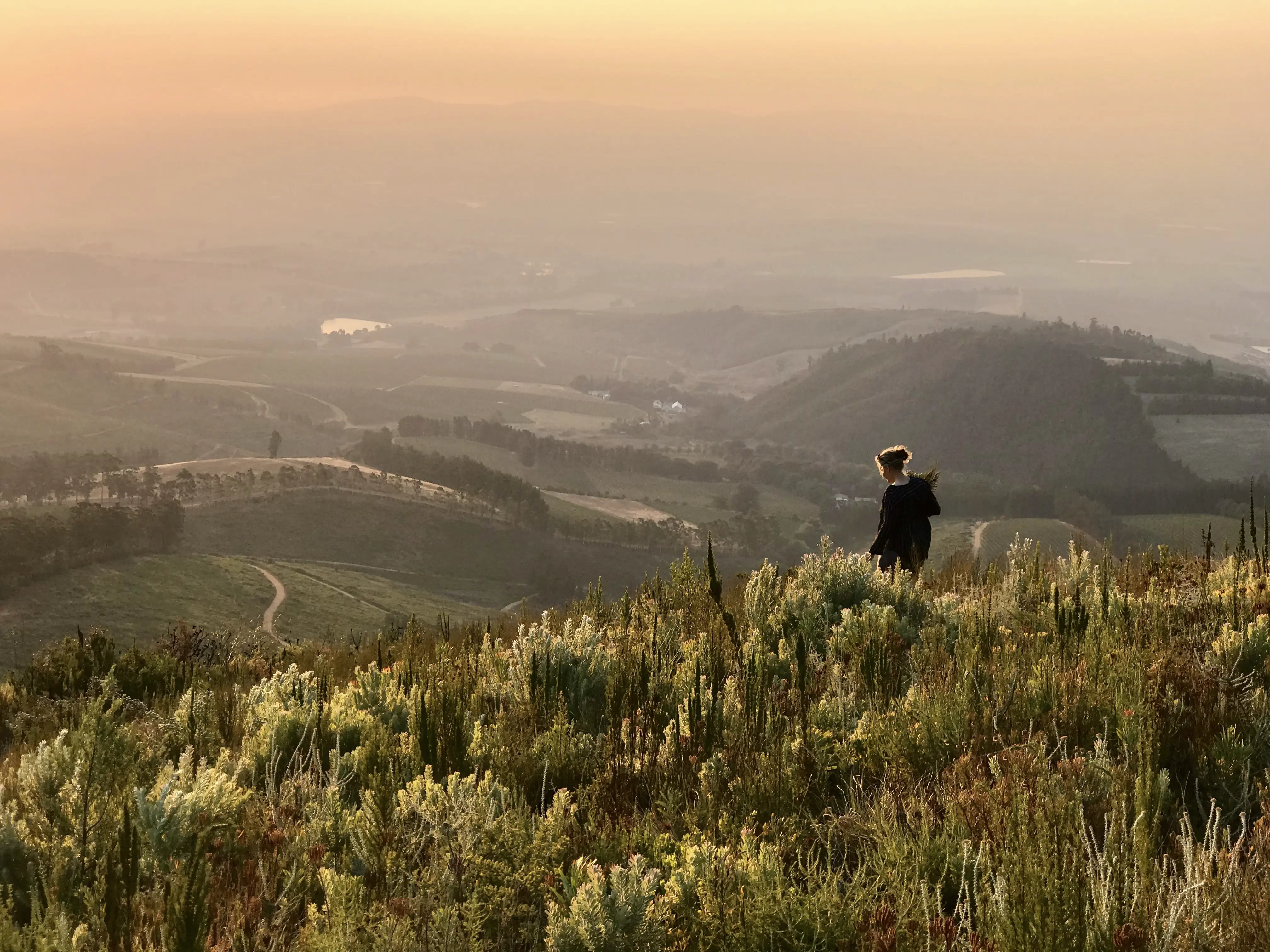 Weinberge in Südafrika, Stellenbosch – Herkunft der Delheim Weine