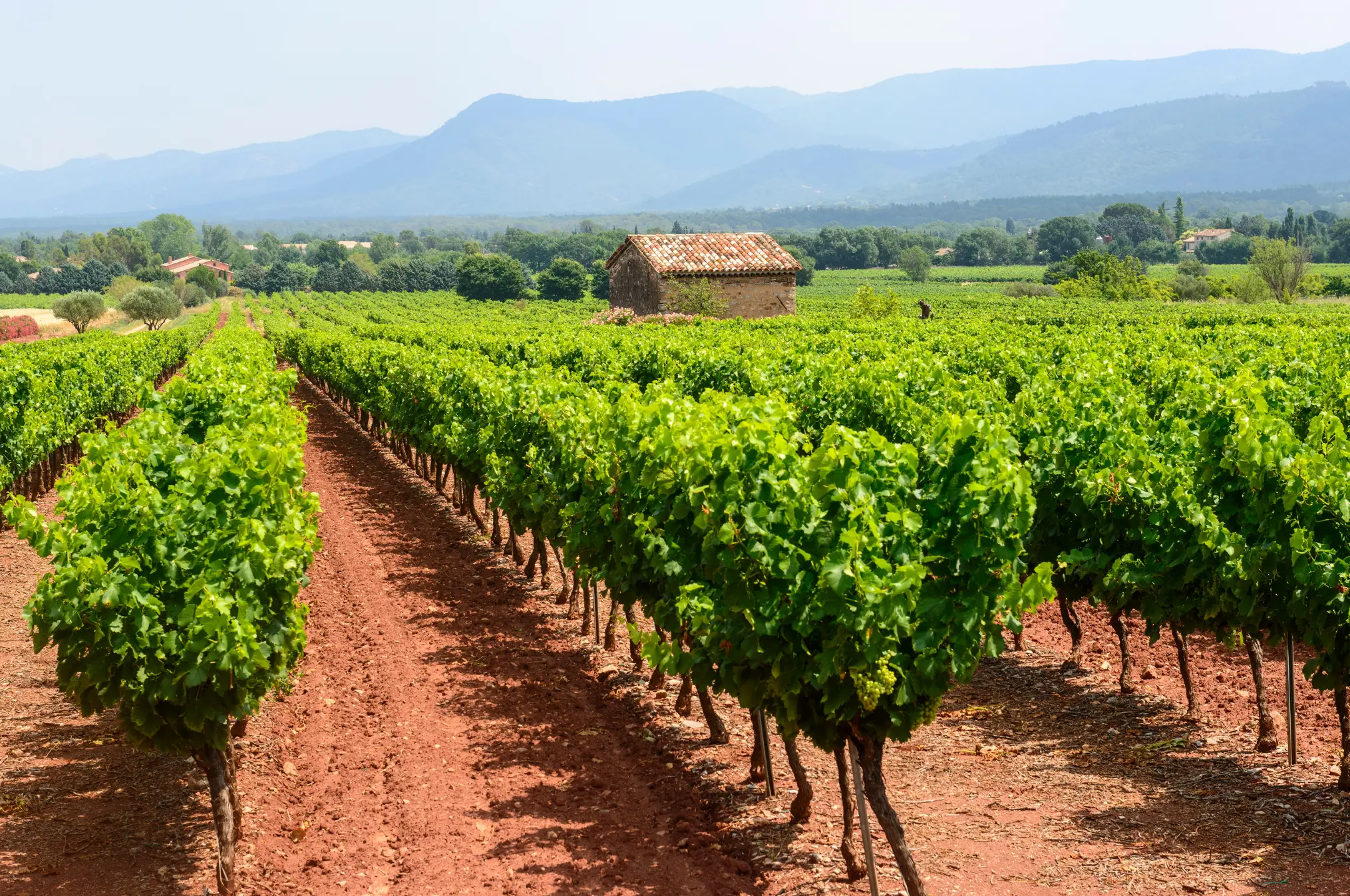 Weinberge in Frankreich, Provence – Herkunft der Domaine de la Croix Weine